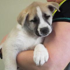 Daffodil — thumbnail 5