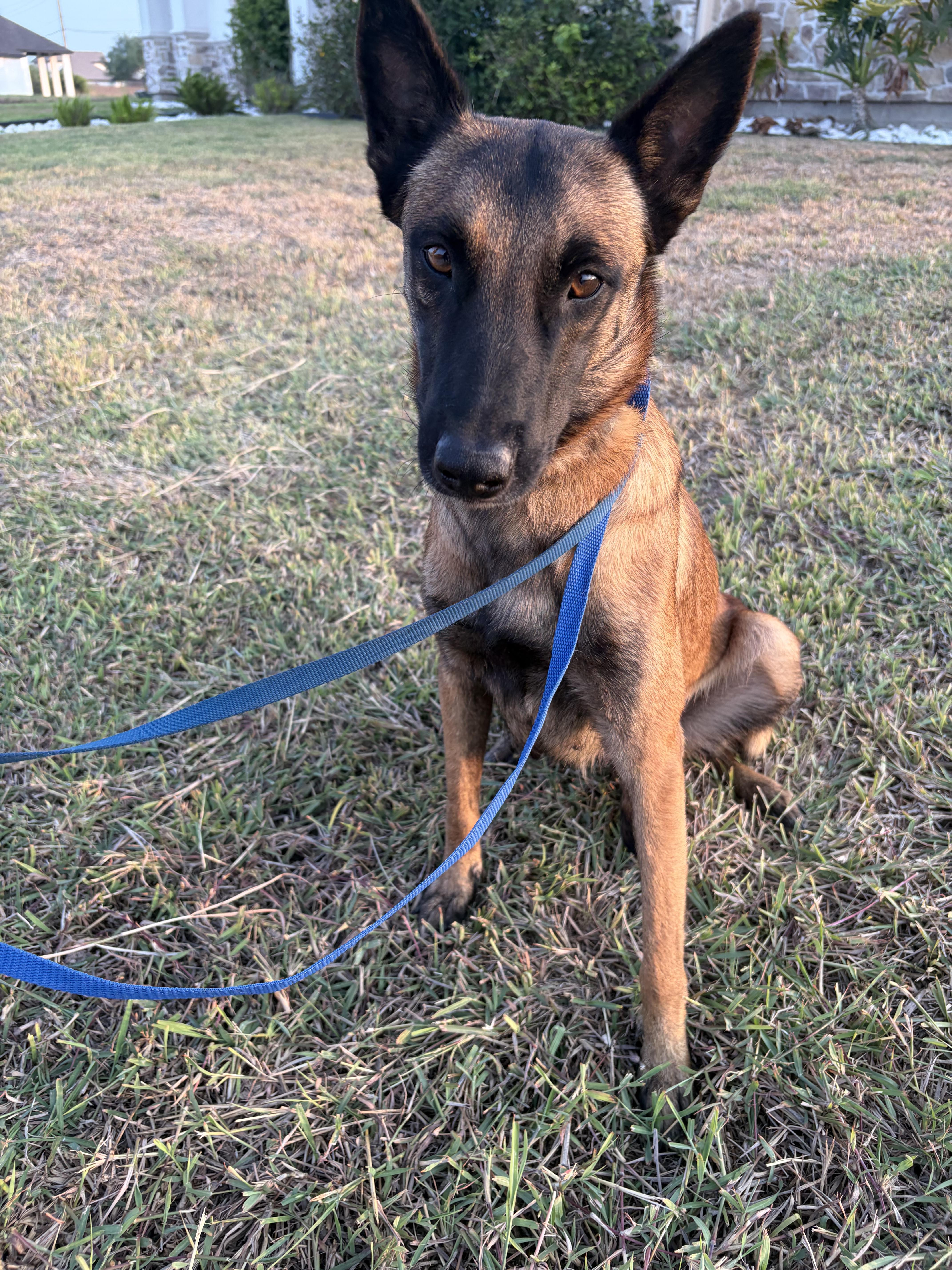 Enlarge Carmela, a Adoptable Belgian Shepherd / Malinois in Stanfordville, NY image 3/6