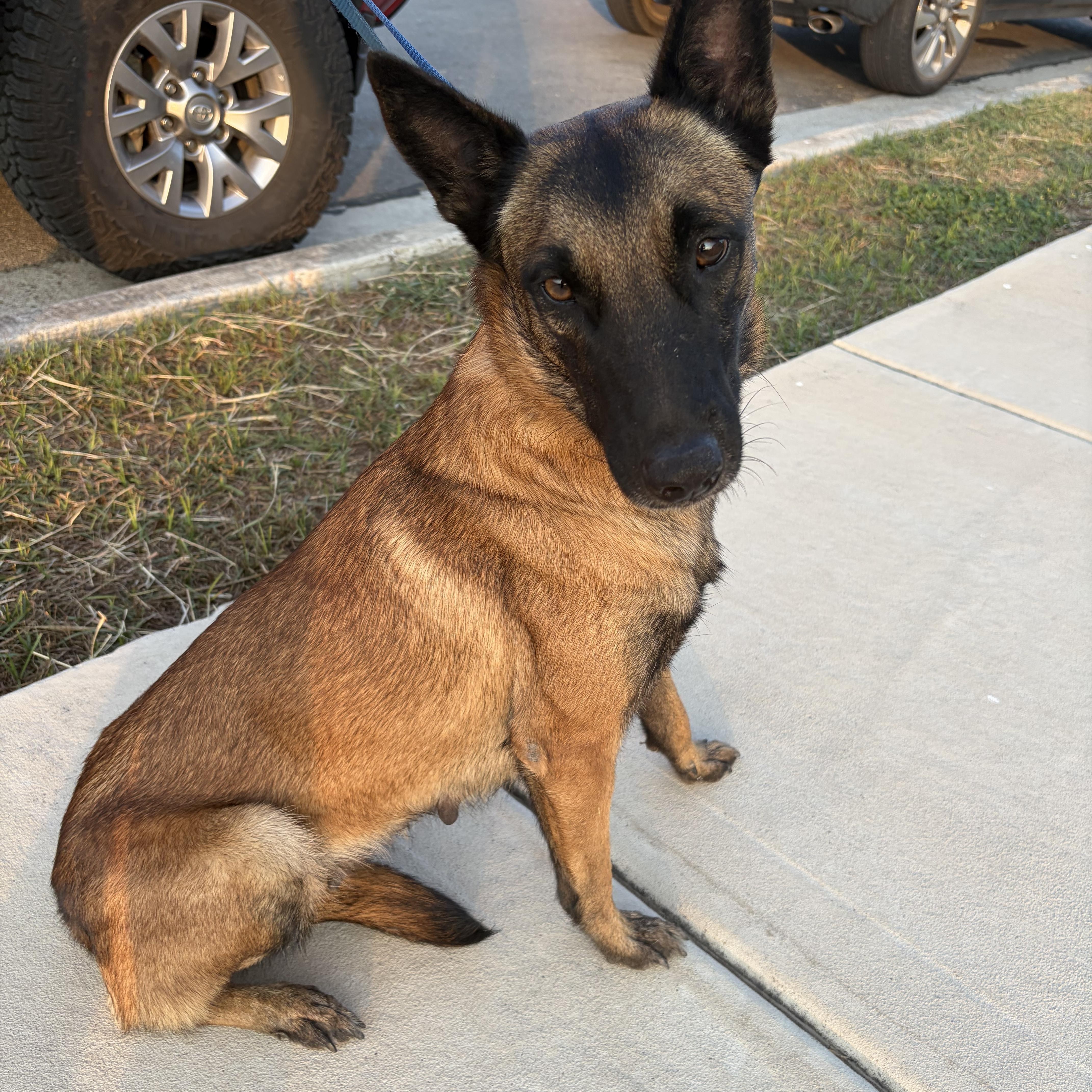 Carmela, Adoptable, Young Female Belgian Shepherd / Malinois.