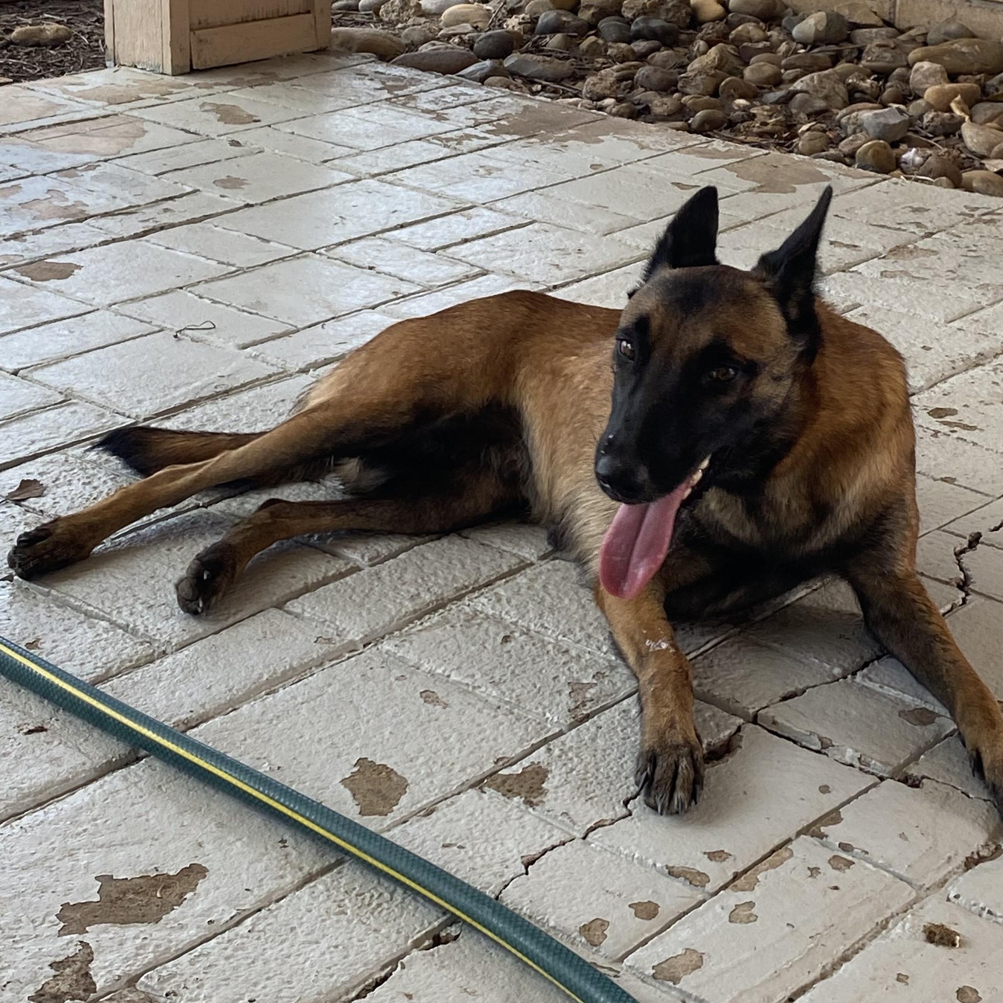 Enlarge Carmela, a Adoptable Belgian Shepherd / Malinois in Stanfordville, NY image 6/6