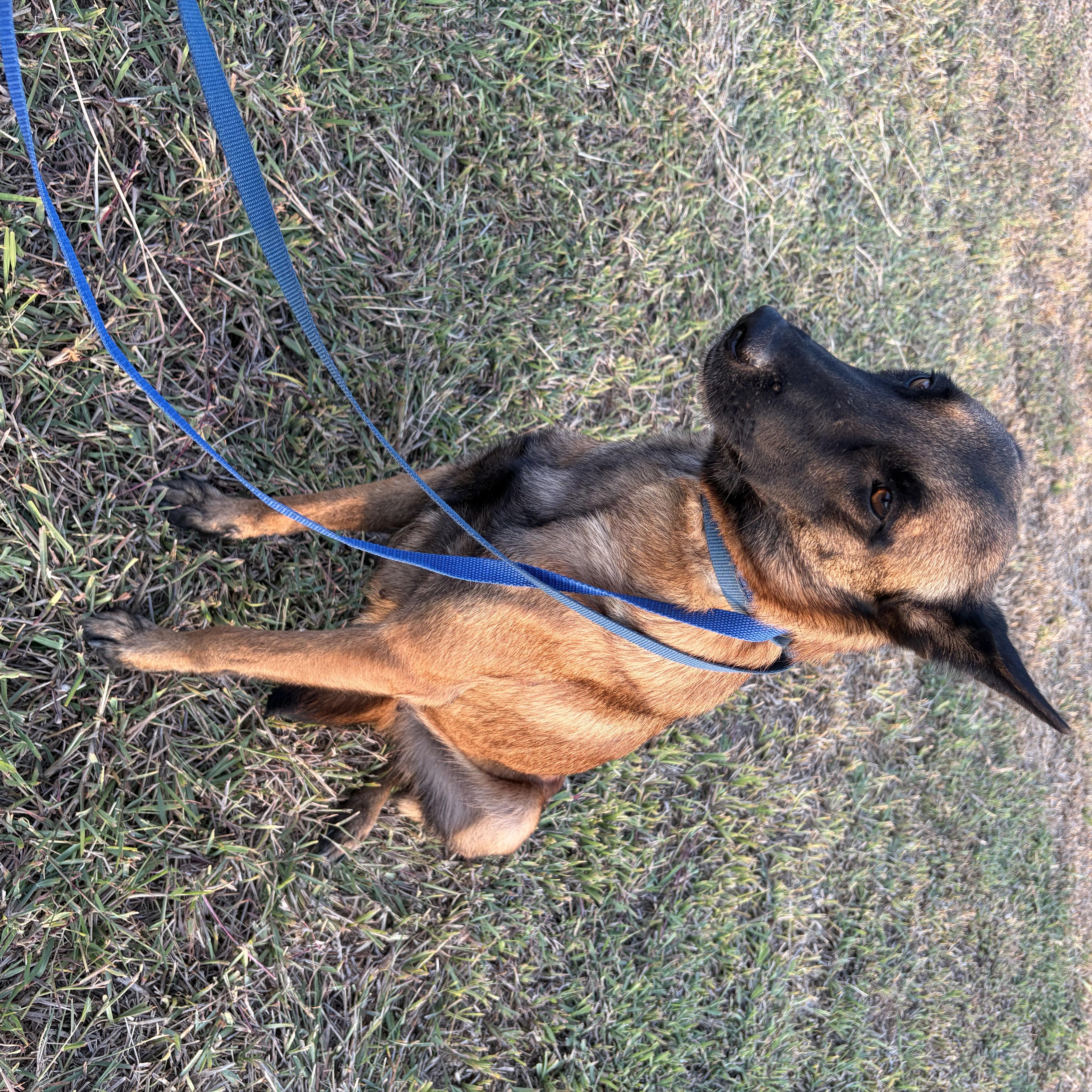 Enlarge Carmela, a Adoptable Belgian Shepherd / Malinois in Stanfordville, NY image 2/6