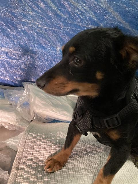 MARV — thumbnail 2