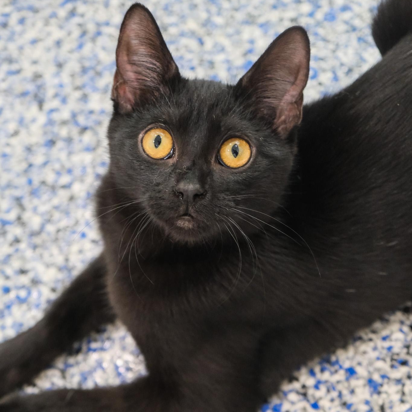 Enlarge Chrissy, a Adoptable Domestic Short Hair in Newport Beach, CA image 4/4
