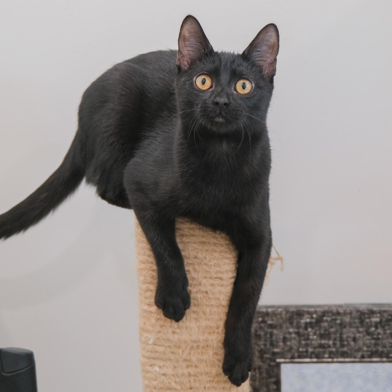Enlarge Chrissy, a Adoptable Domestic Short Hair in Newport Beach, CA image 1/4