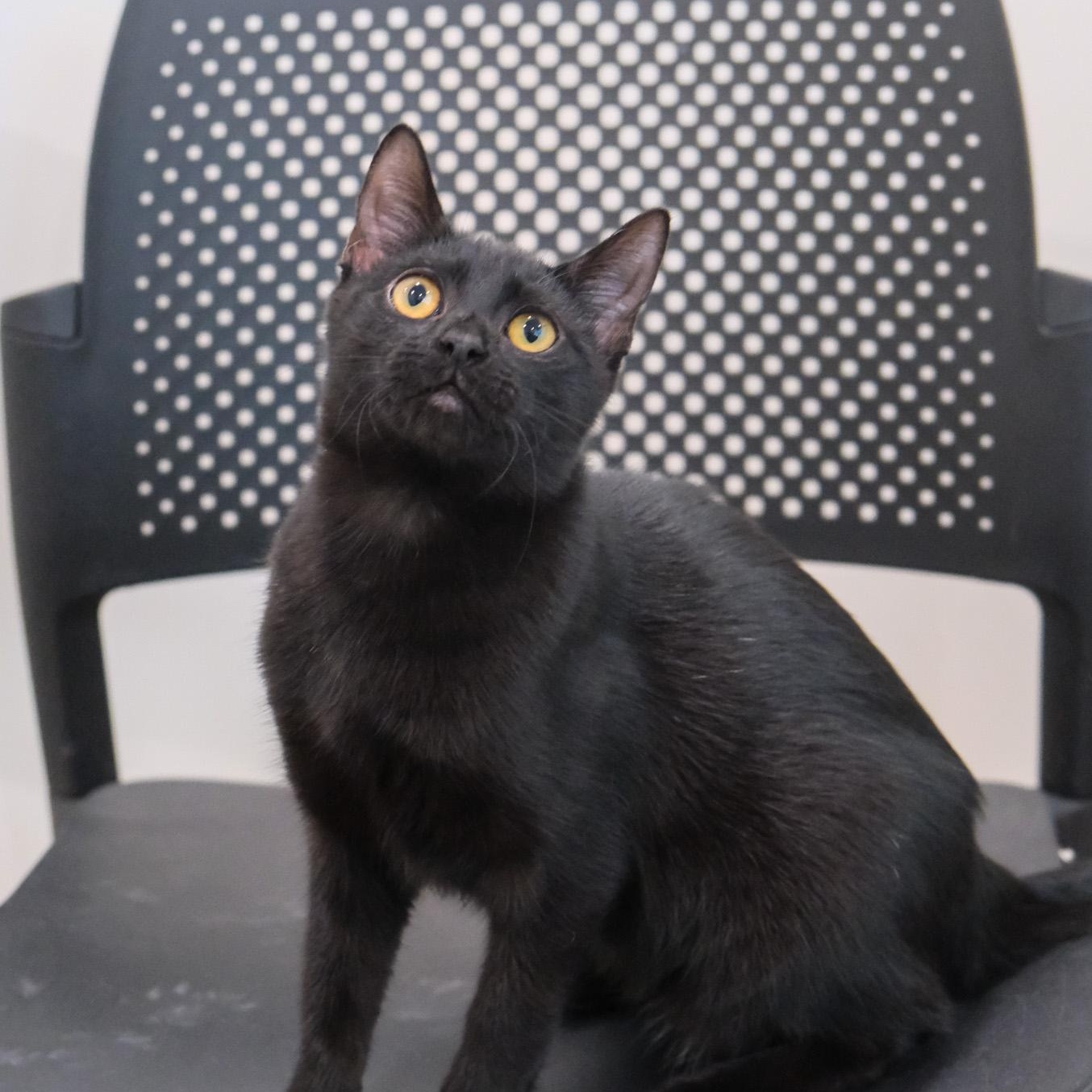 Enlarge Chrissy, a Adoptable Domestic Short Hair in Newport Beach, CA image 3/4