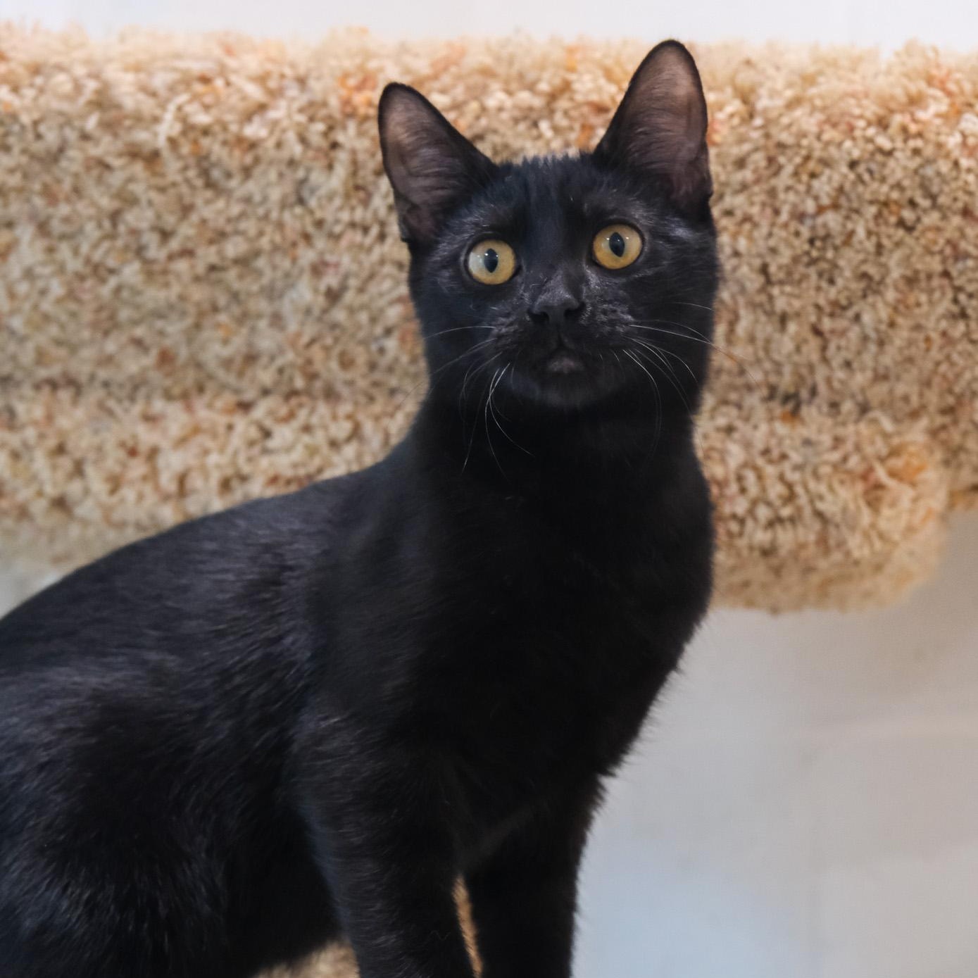 Enlarge Chrissy, a Adoptable Domestic Short Hair in Newport Beach, CA image 2/4