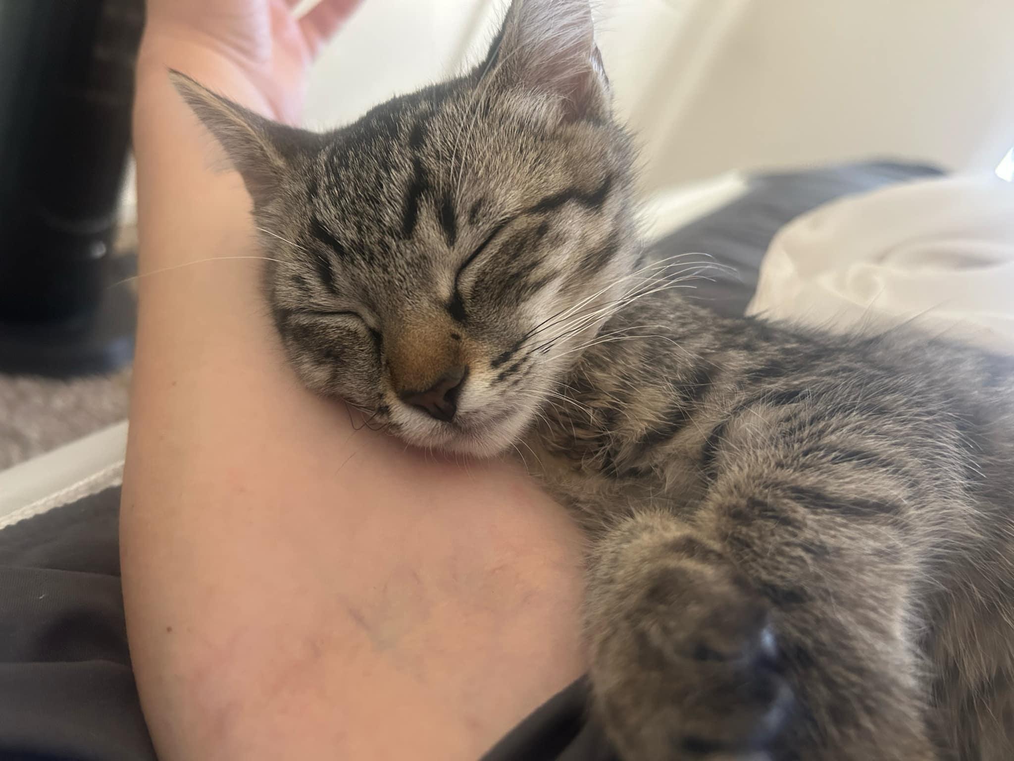 Dakota Clyde, Baby Male Tabby