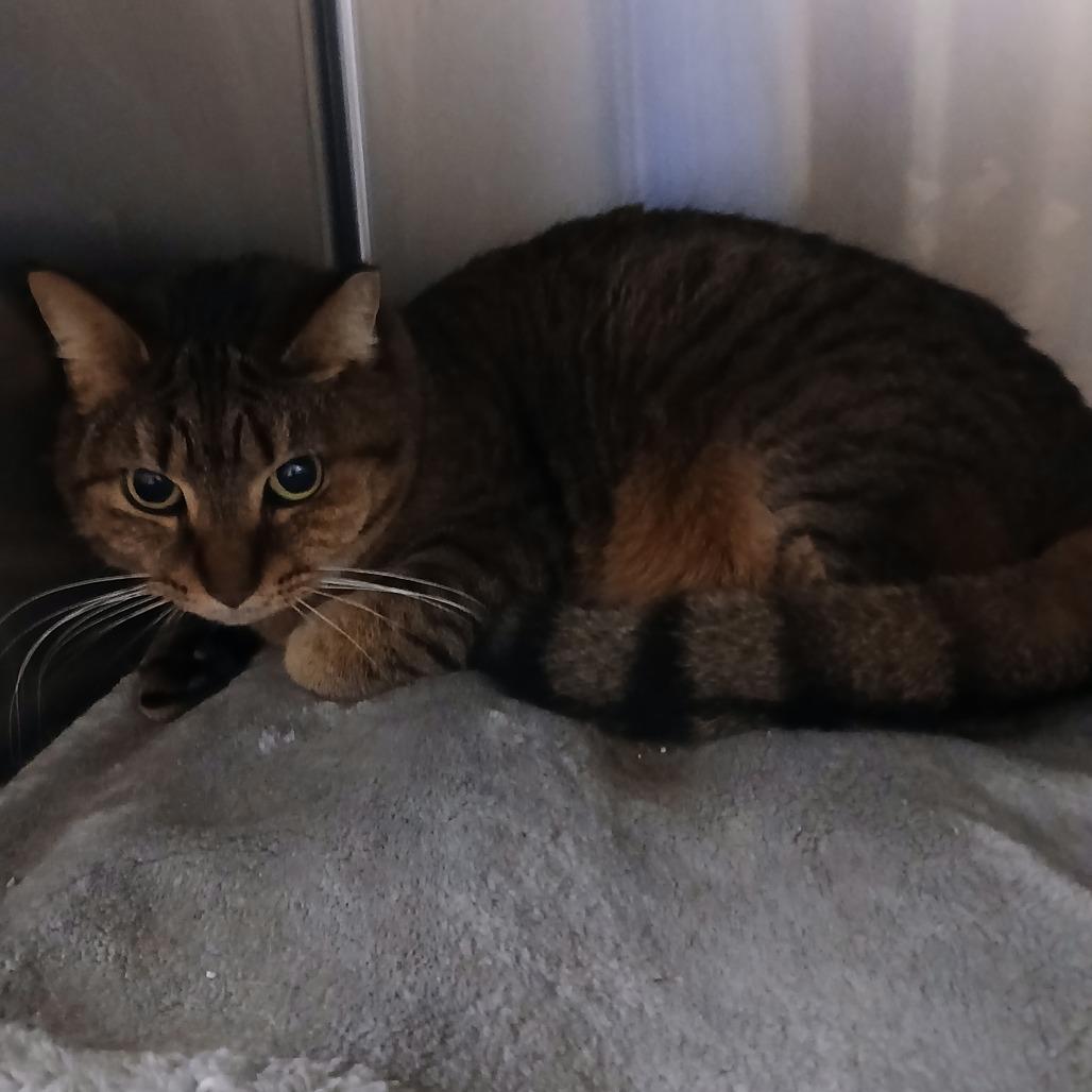 Baby Girl, Adoptable, Adult Female Domestic Short Hair.