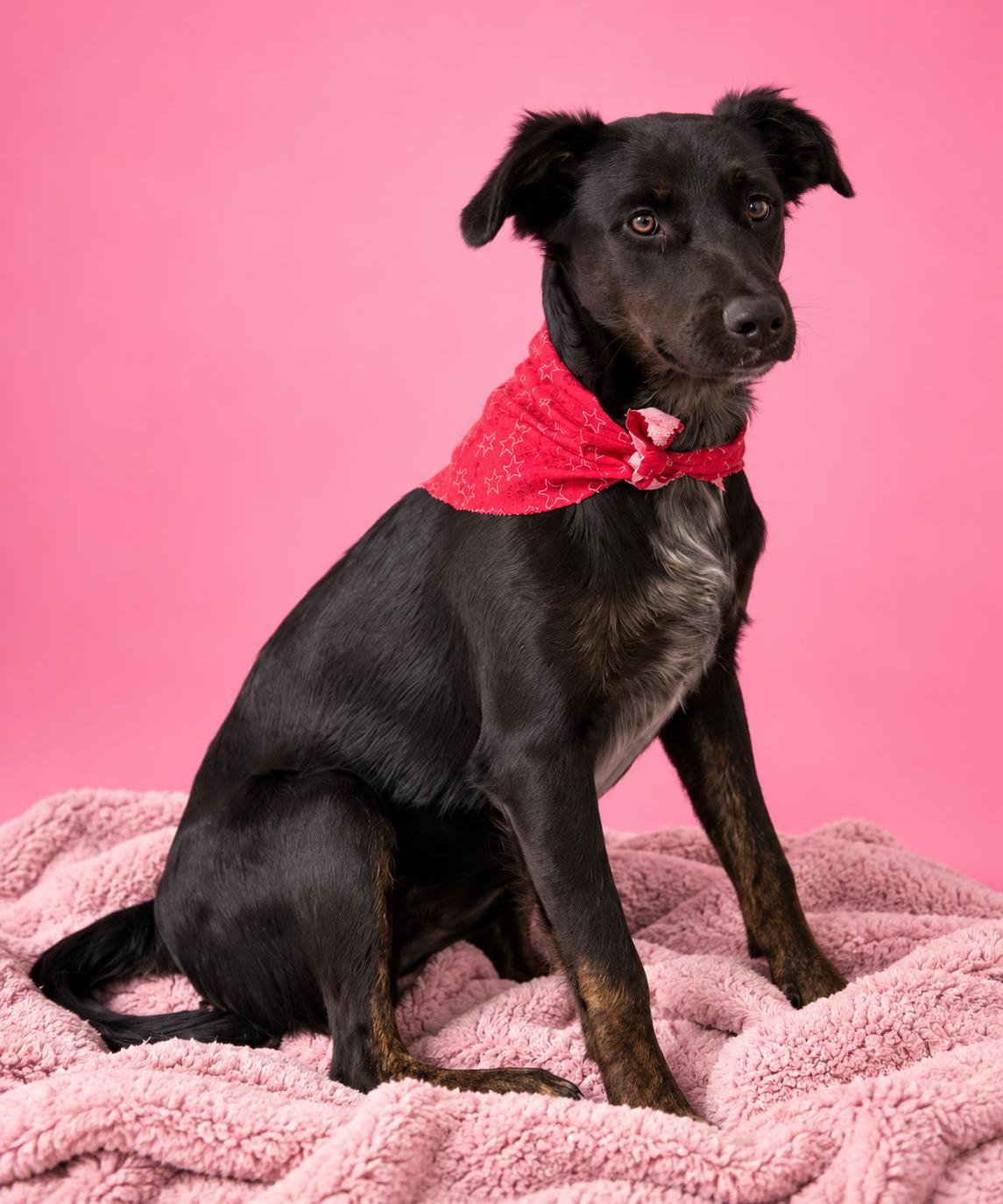 Enlarge Rosita, a ADOPTABLE mixed breed in Lodi, CA image 3/3