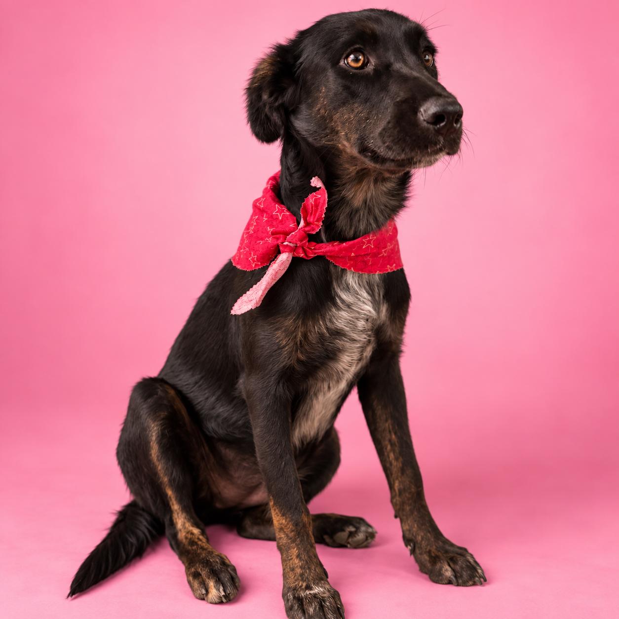 Enlarge Rosita, a ADOPTABLE mixed breed in Lodi, CA image 2/3