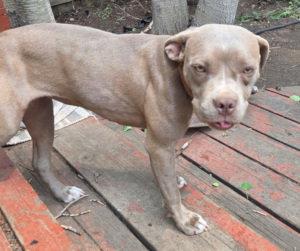 Belle, Adoptable, Young Female Pit Bull Terrier.
