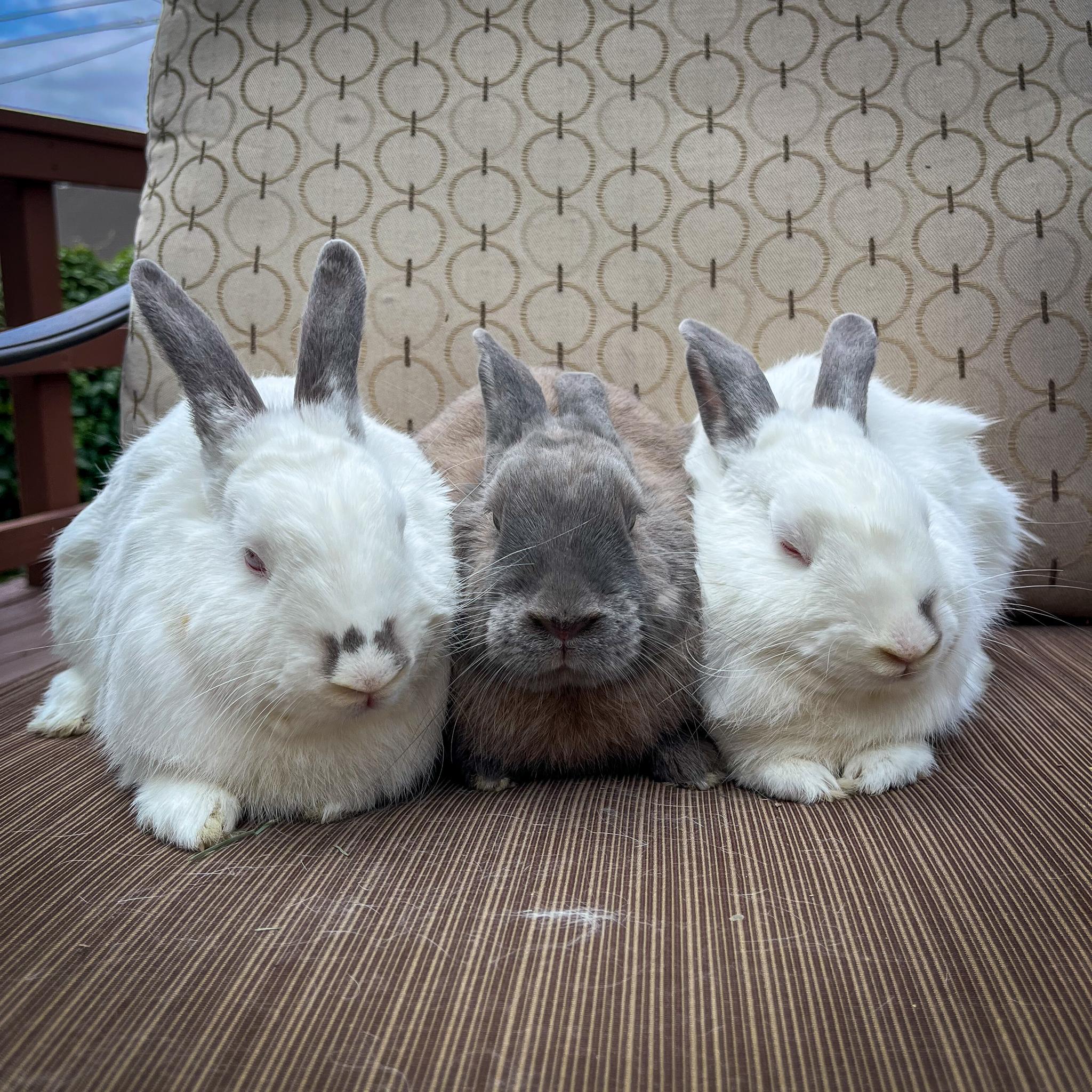 Tony, Pippi, & Annika photo 4
