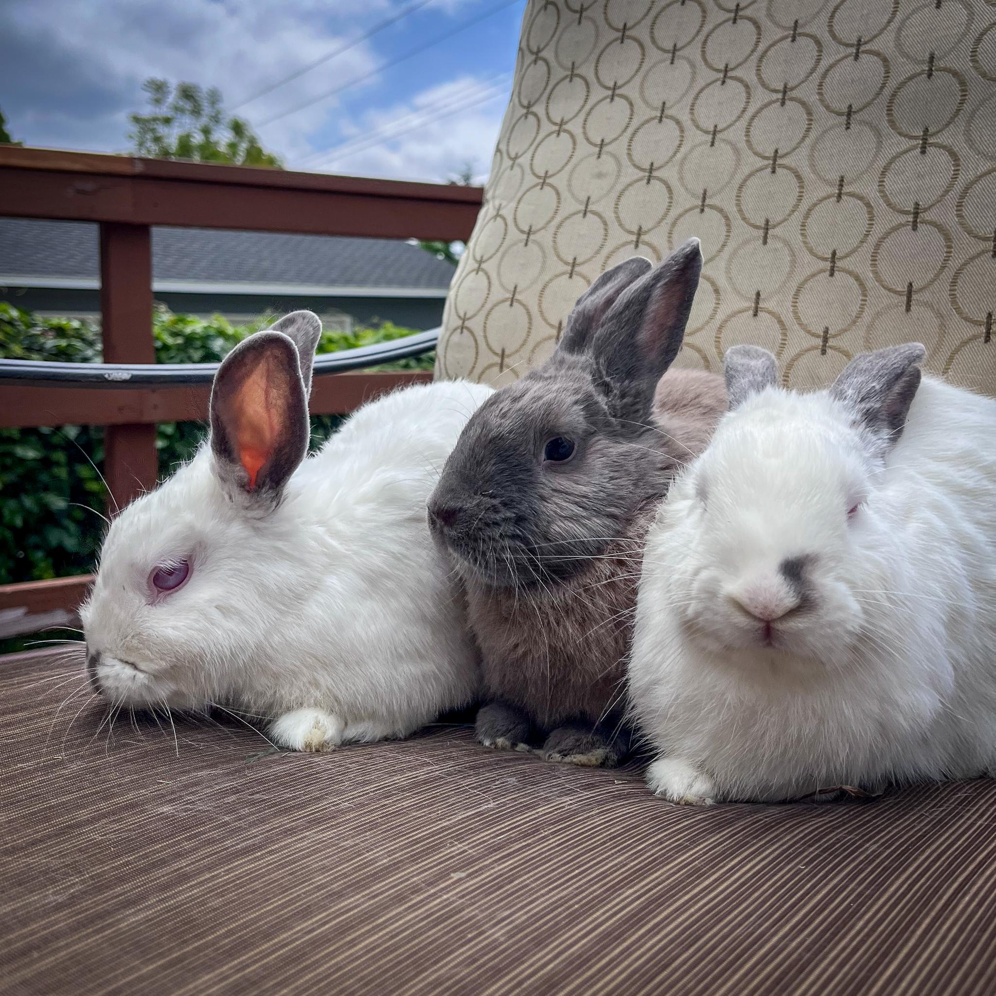 Tony, Pippi, & Annika photo 5