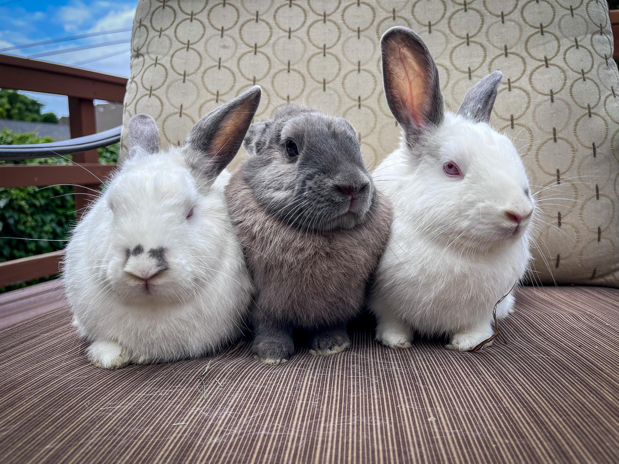 Tony, Pippi, & Annika, Young Male Himalayan