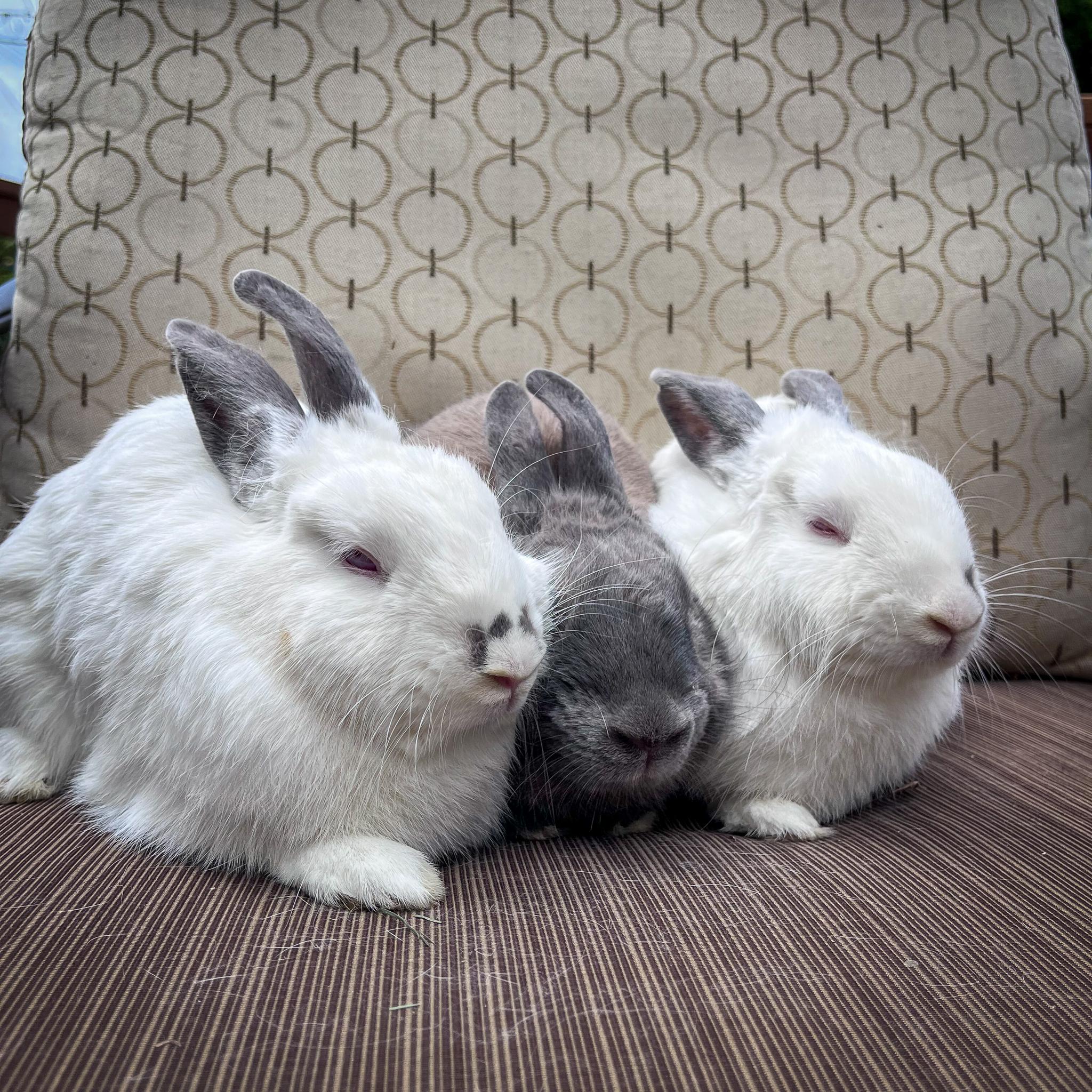 Tony, Pippi, & Annika photo 3
