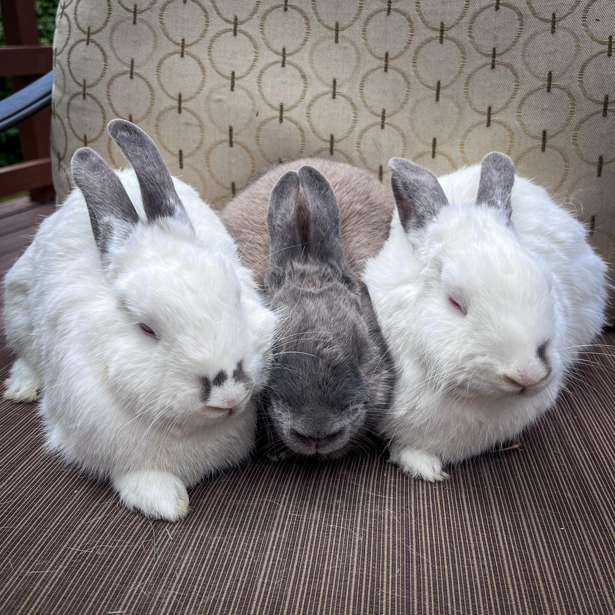 Tony, Pippi, & Annika photo 6