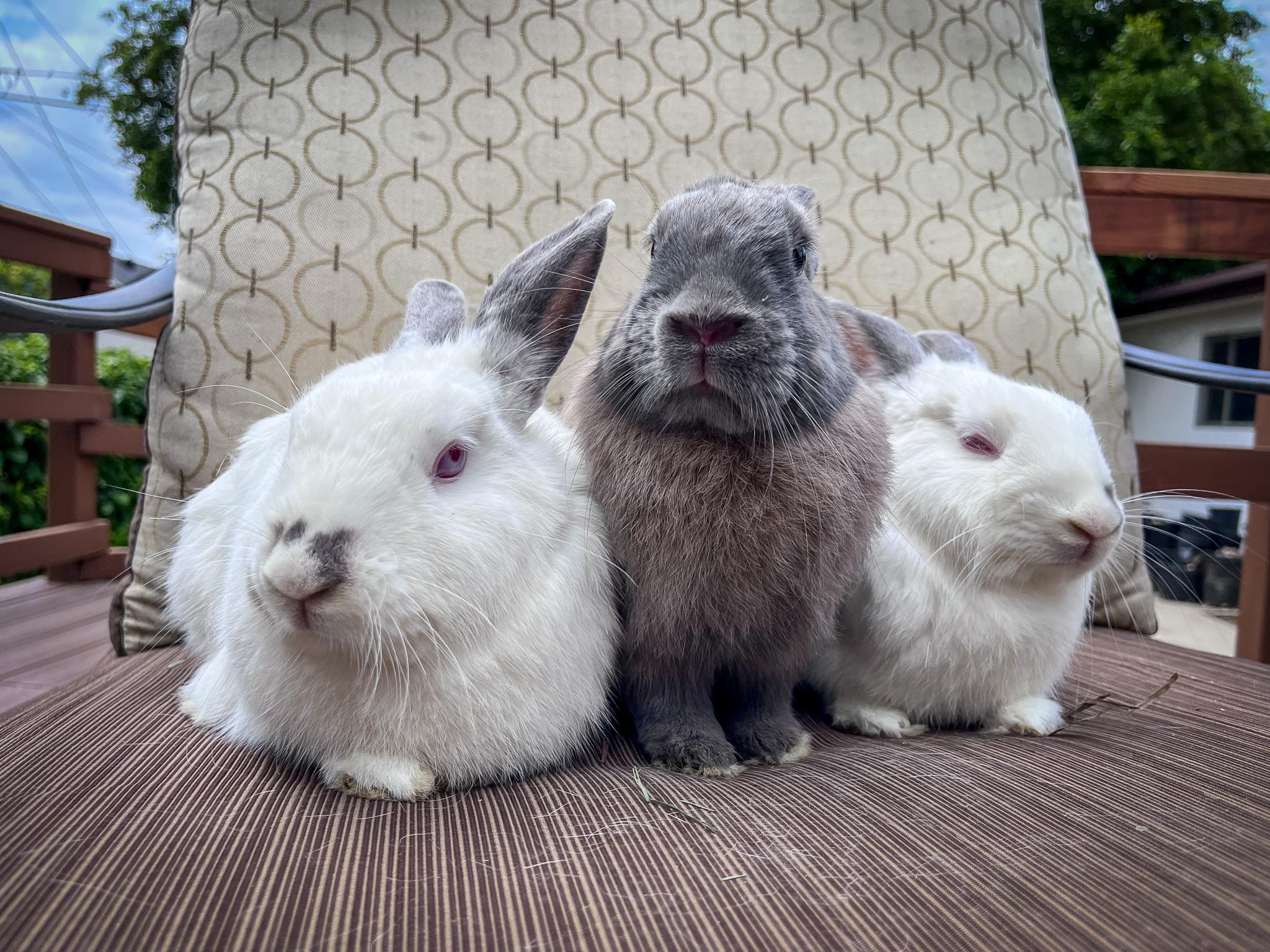 Tony, Pippi, & Annika photo 2