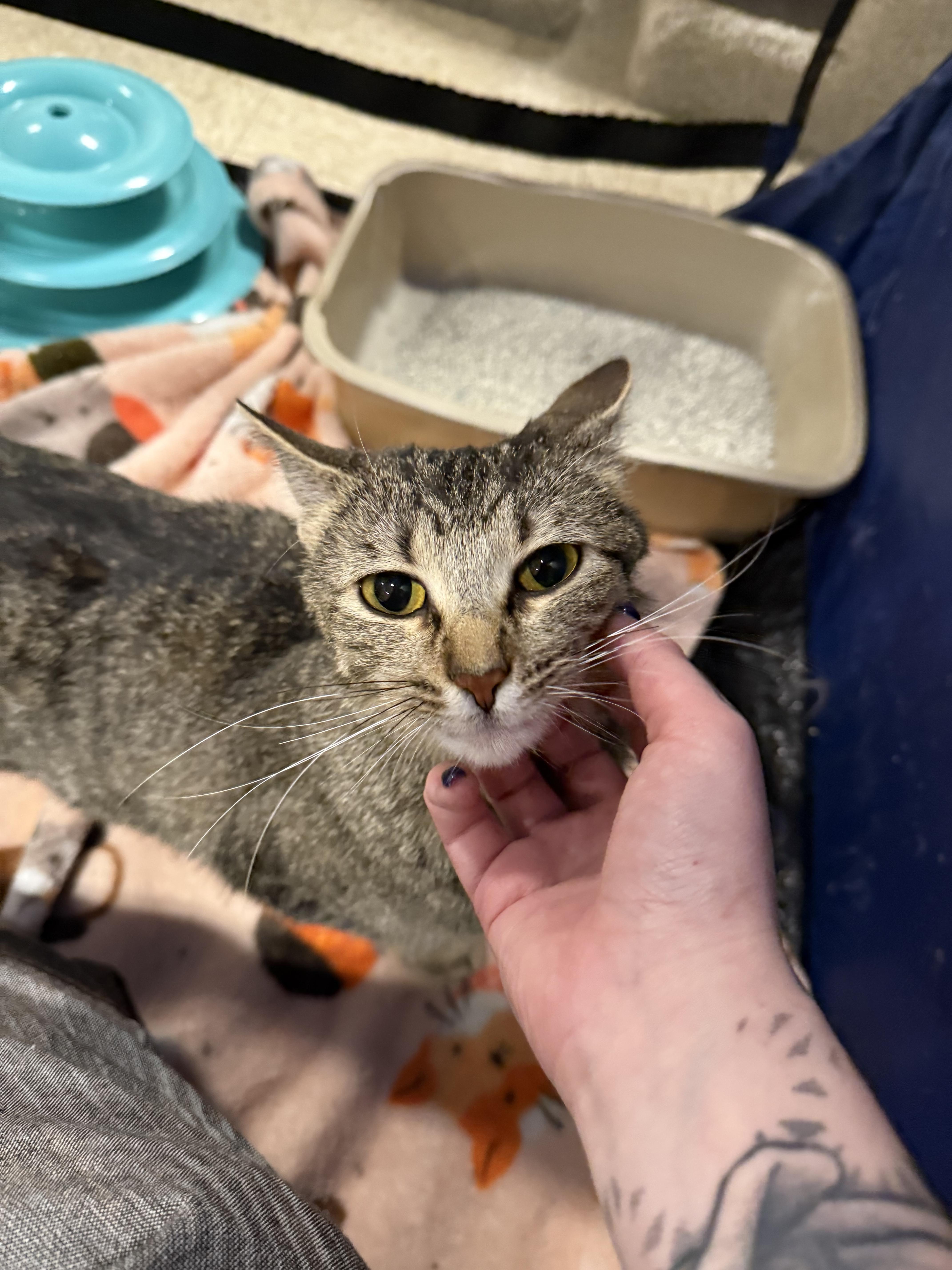 Enlarge Niche, a Adoptable Domestic Short Hair in Grand Blanc, MI image 1/4