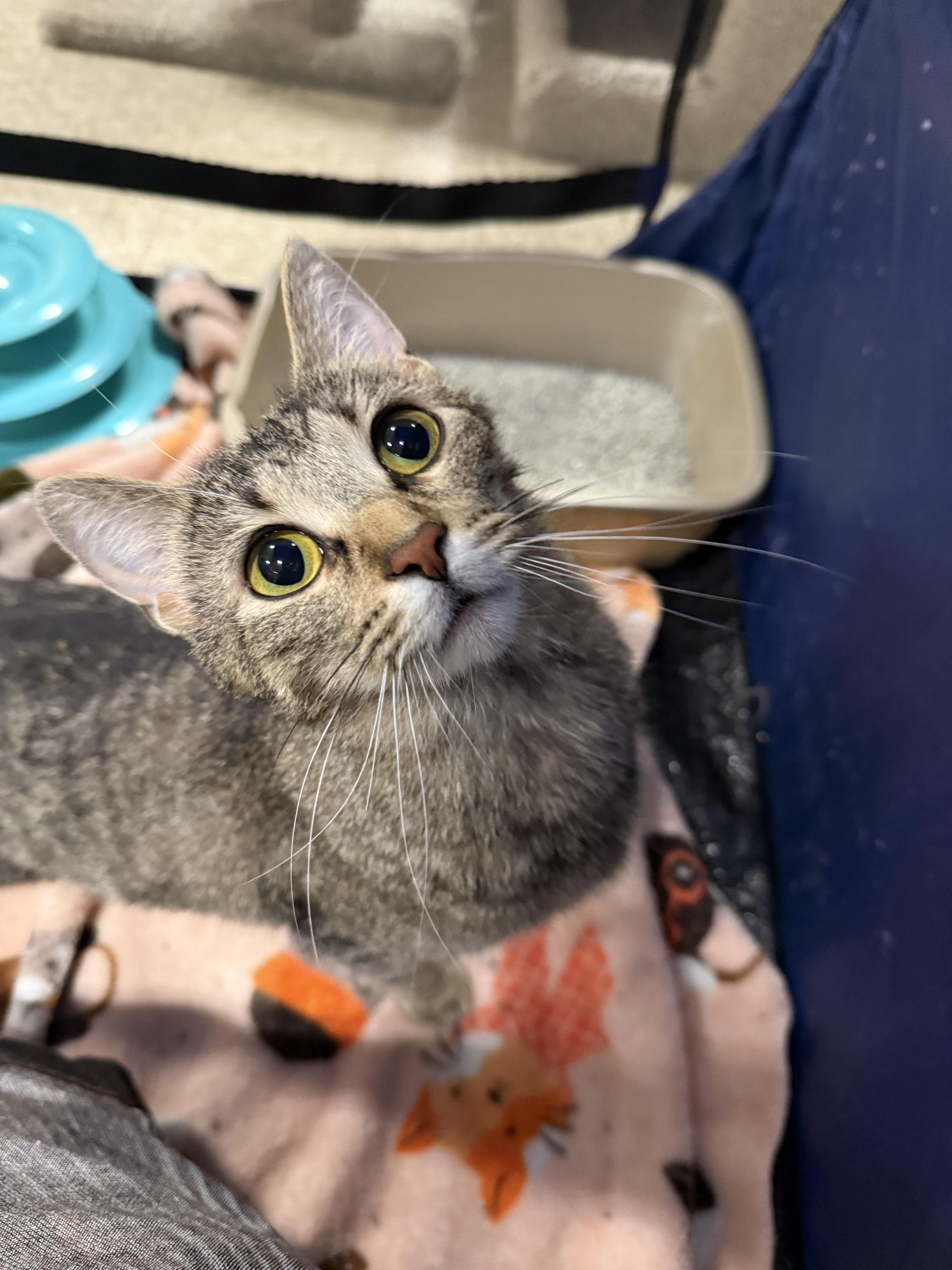 Enlarge Niche, a Adoptable Domestic Short Hair in Grand Blanc, MI image 2/4
