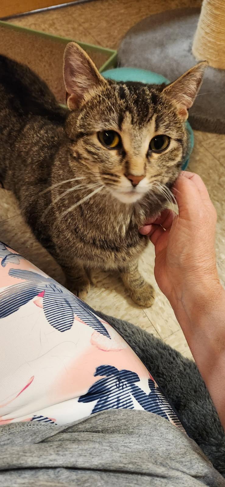 Enlarge Niche, a Adoptable Domestic Short Hair in Grand Blanc, MI image 3/4