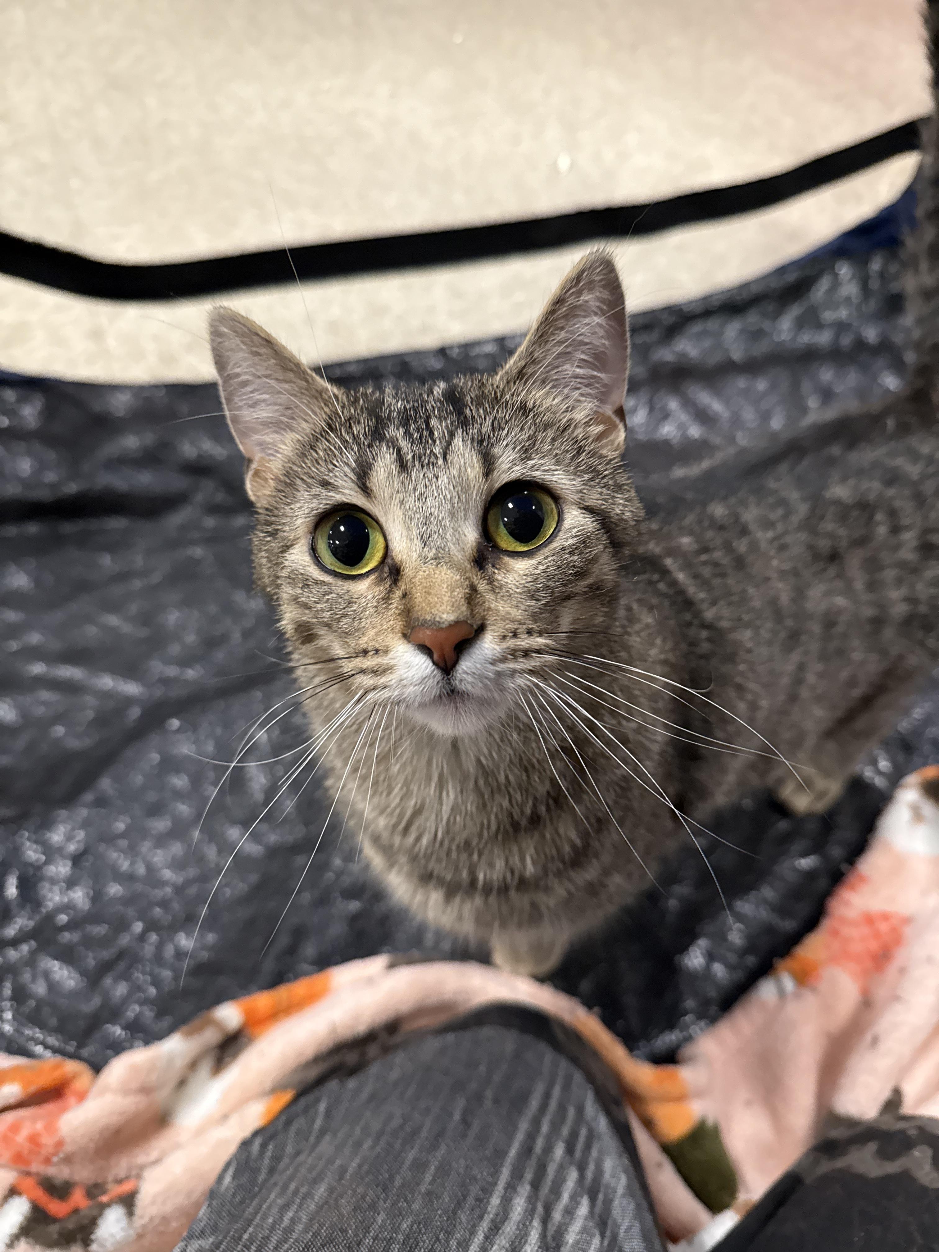 Enlarge Niche, a Adoptable Domestic Short Hair in Grand Blanc, MI image 4/4