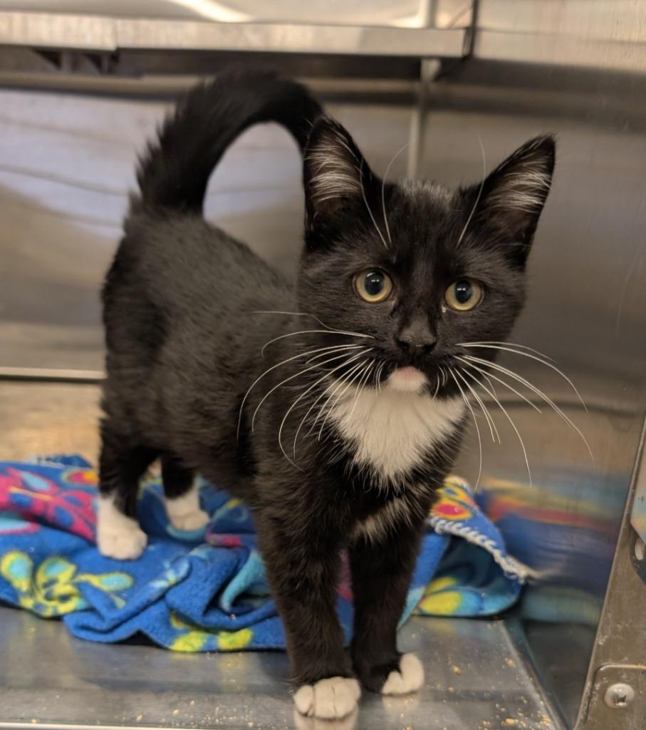 Sea, Adopted, Kitten Male Domestic Short Hair.