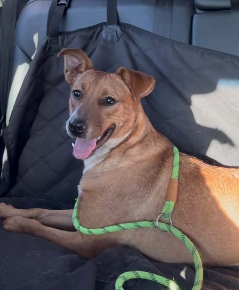 Betsy, Adoptable, Young Female Australian Cattle Dog / Blue Heeler.