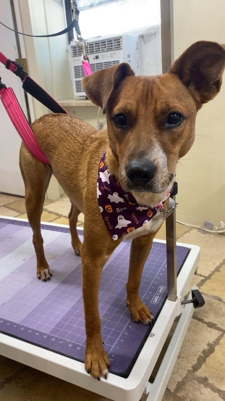 Enlarge Betsy, a Adoptable mixed breed in Kansas City, MO image 4/6