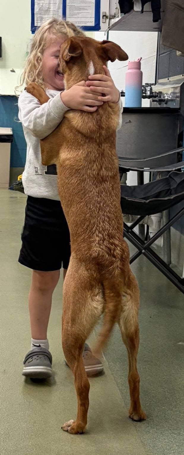 Enlarge Betsy, a Adoptable mixed breed in Kansas City, MO image 2/6