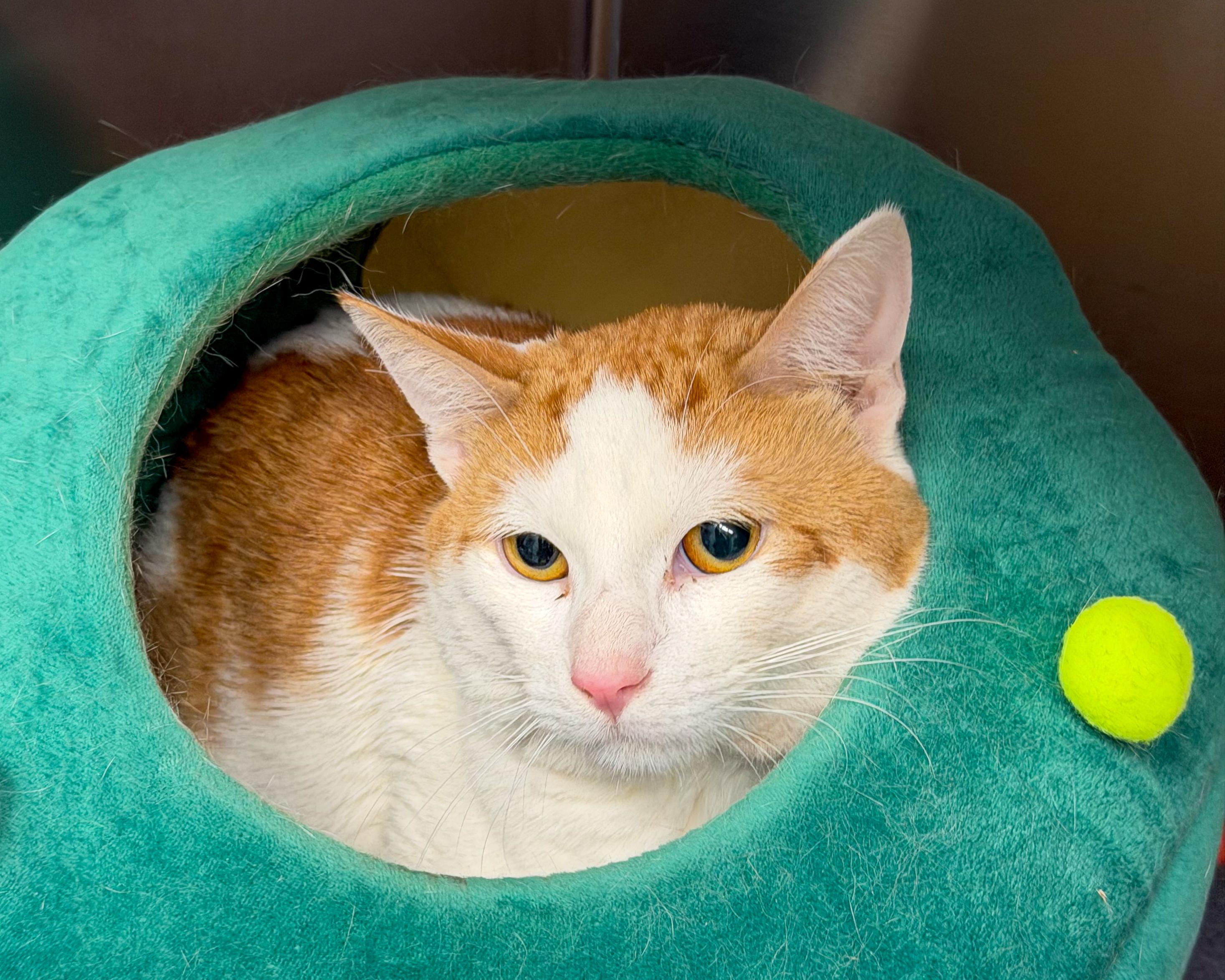 Enlarge Halo, an adopted American Shorthair in Scituate, MA image 3/6
