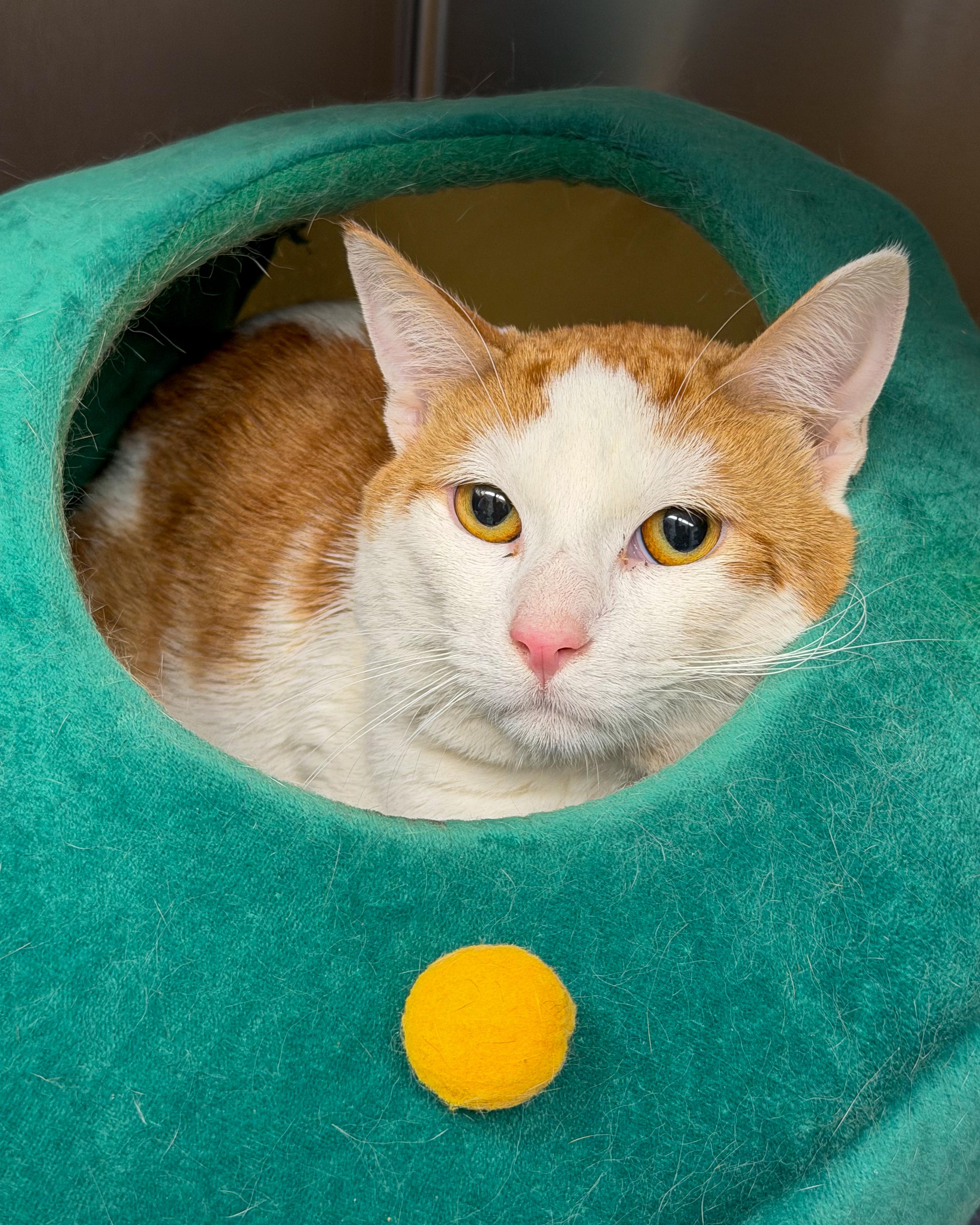 Enlarge Halo, an adopted American Shorthair in Scituate, MA image 1/6