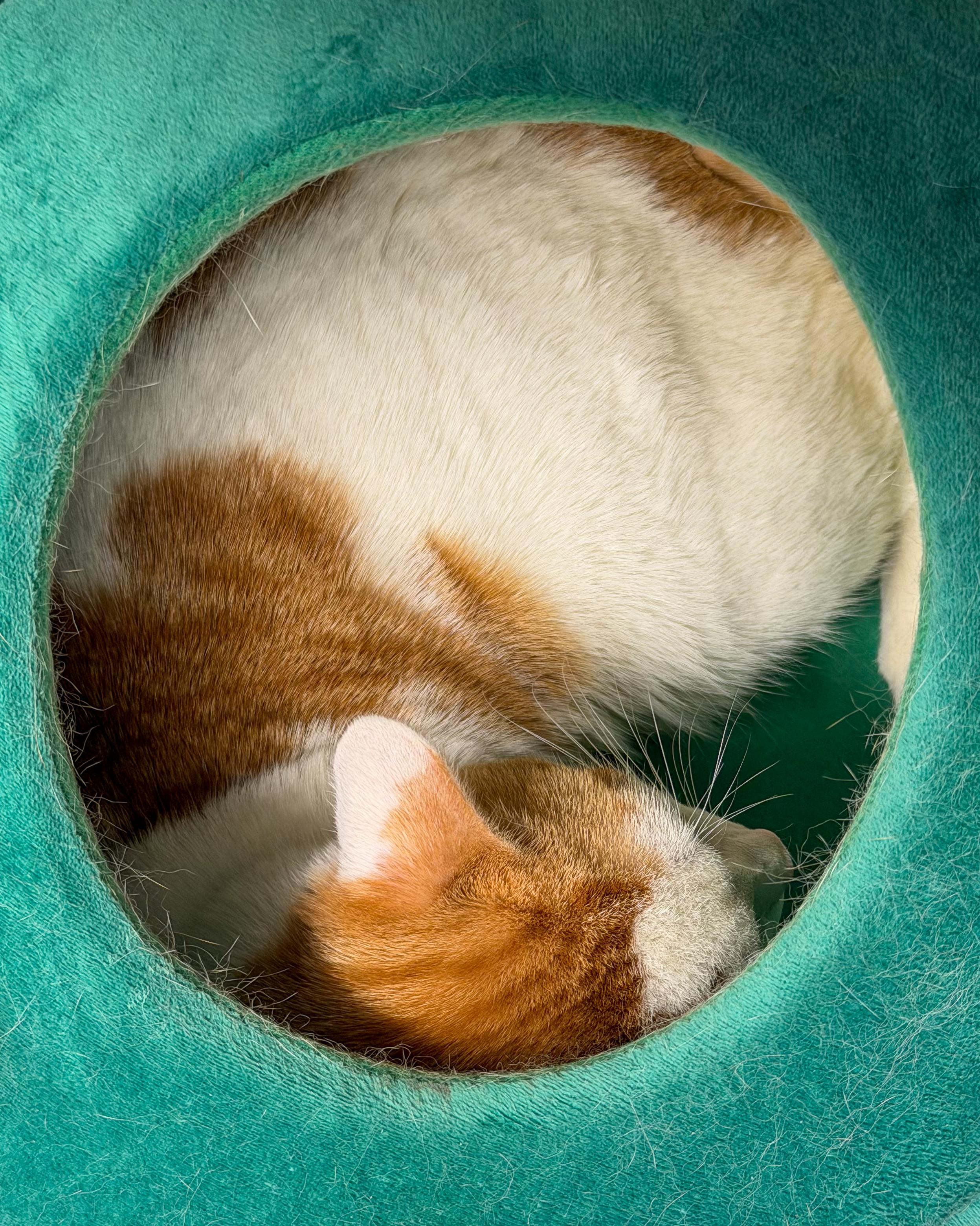 Enlarge Halo, an adopted American Shorthair in Scituate, MA image 6/6