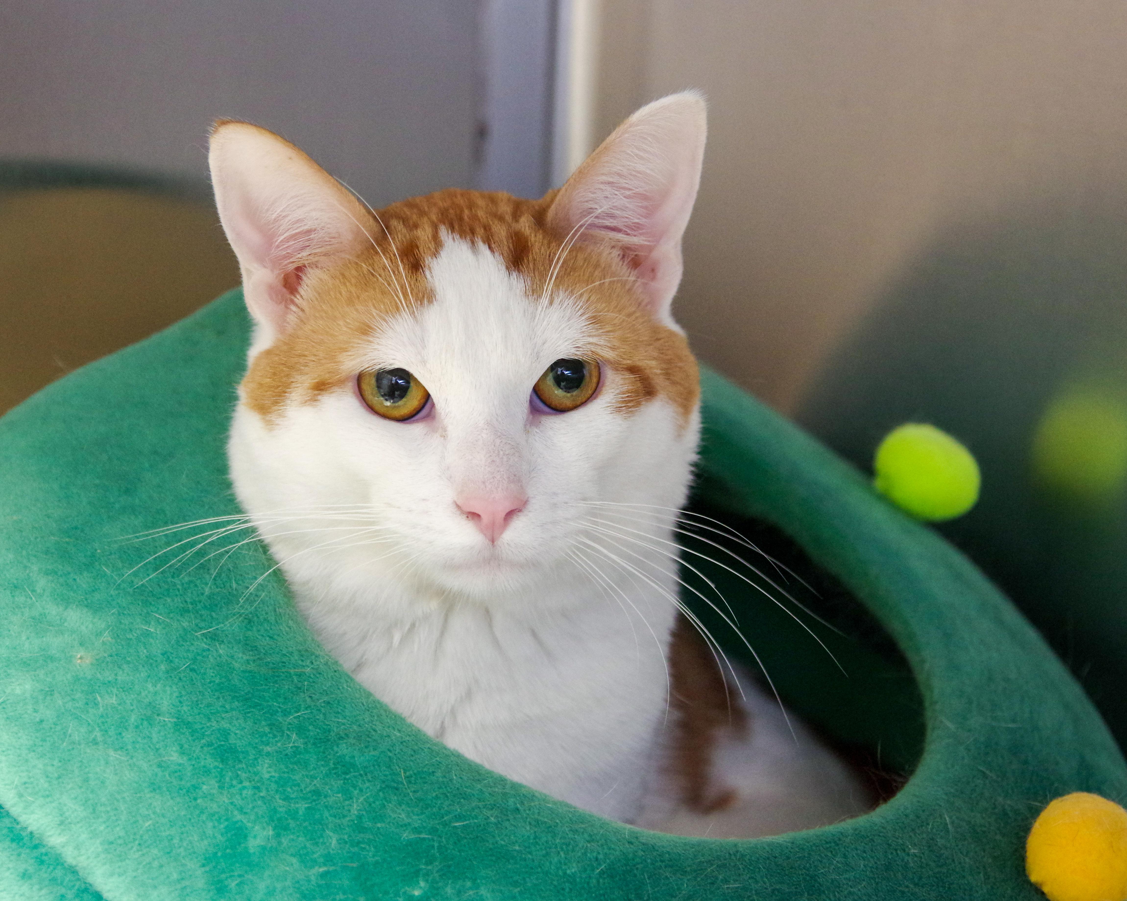 Enlarge Halo, an adopted American Shorthair in Scituate, MA image 2/6