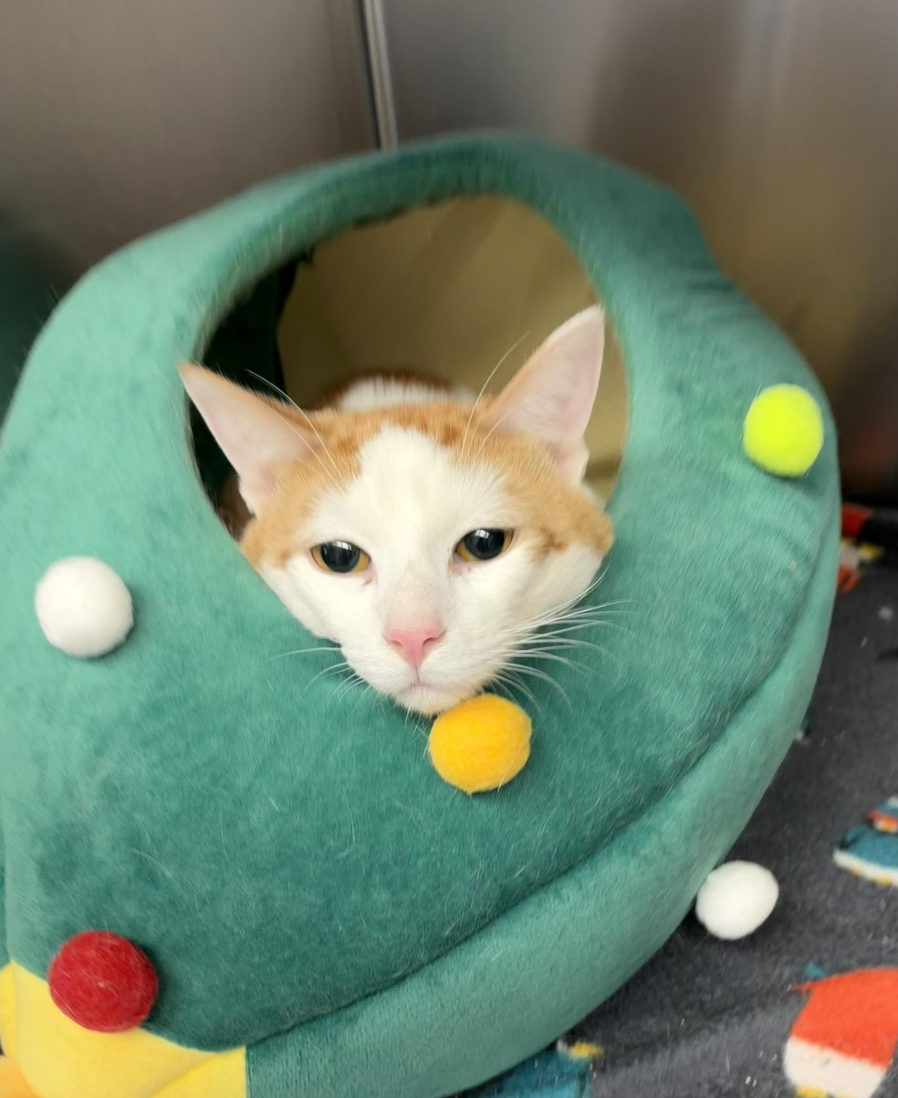 Enlarge Halo, an adopted American Shorthair in Scituate, MA image 5/6