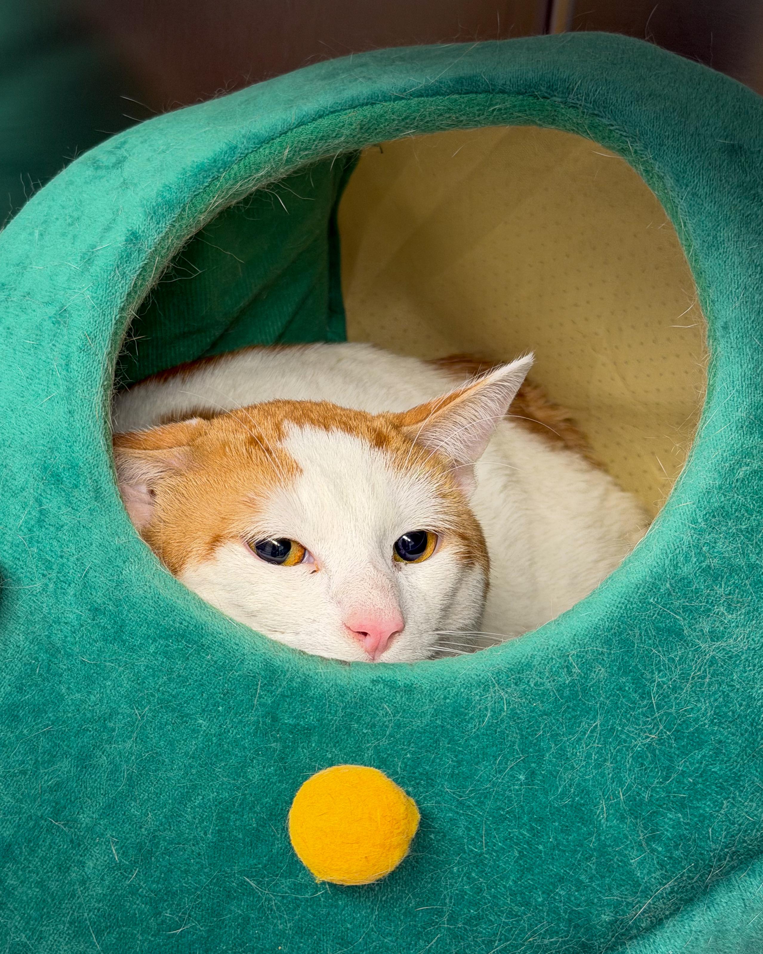Enlarge Halo, an adopted American Shorthair in Scituate, MA image 4/6