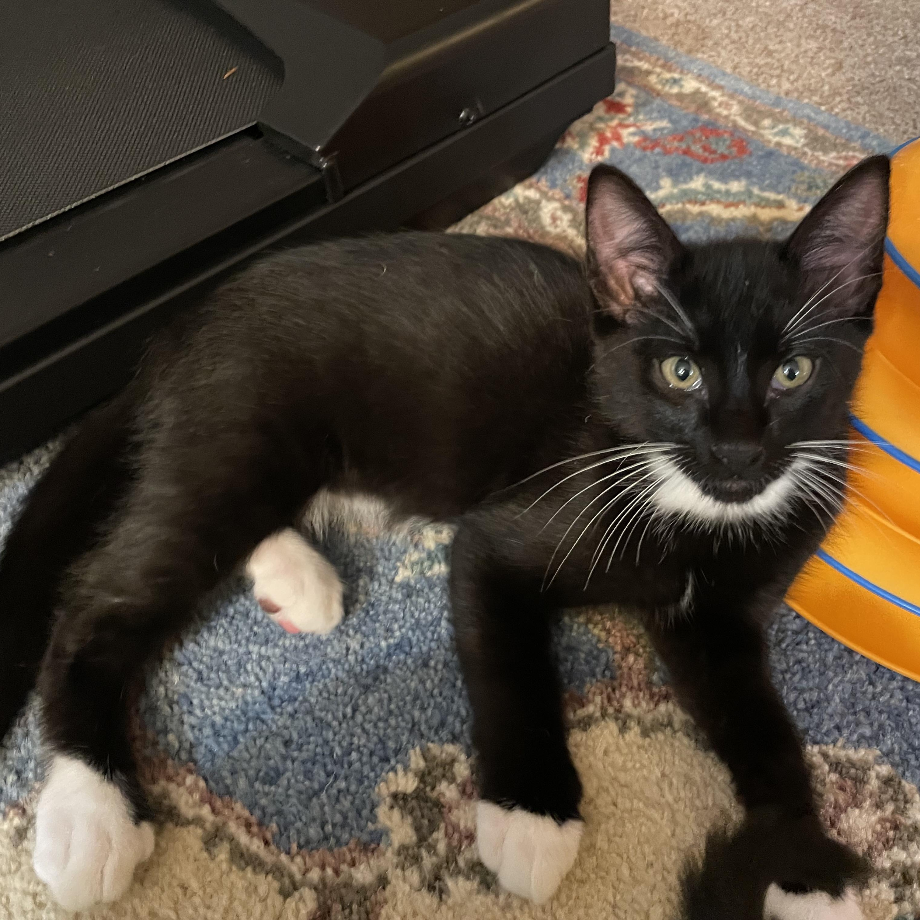 Must be adopted with his sister Rainy Stormy and Rainy are an awesome pair of tuxedo siblings They 