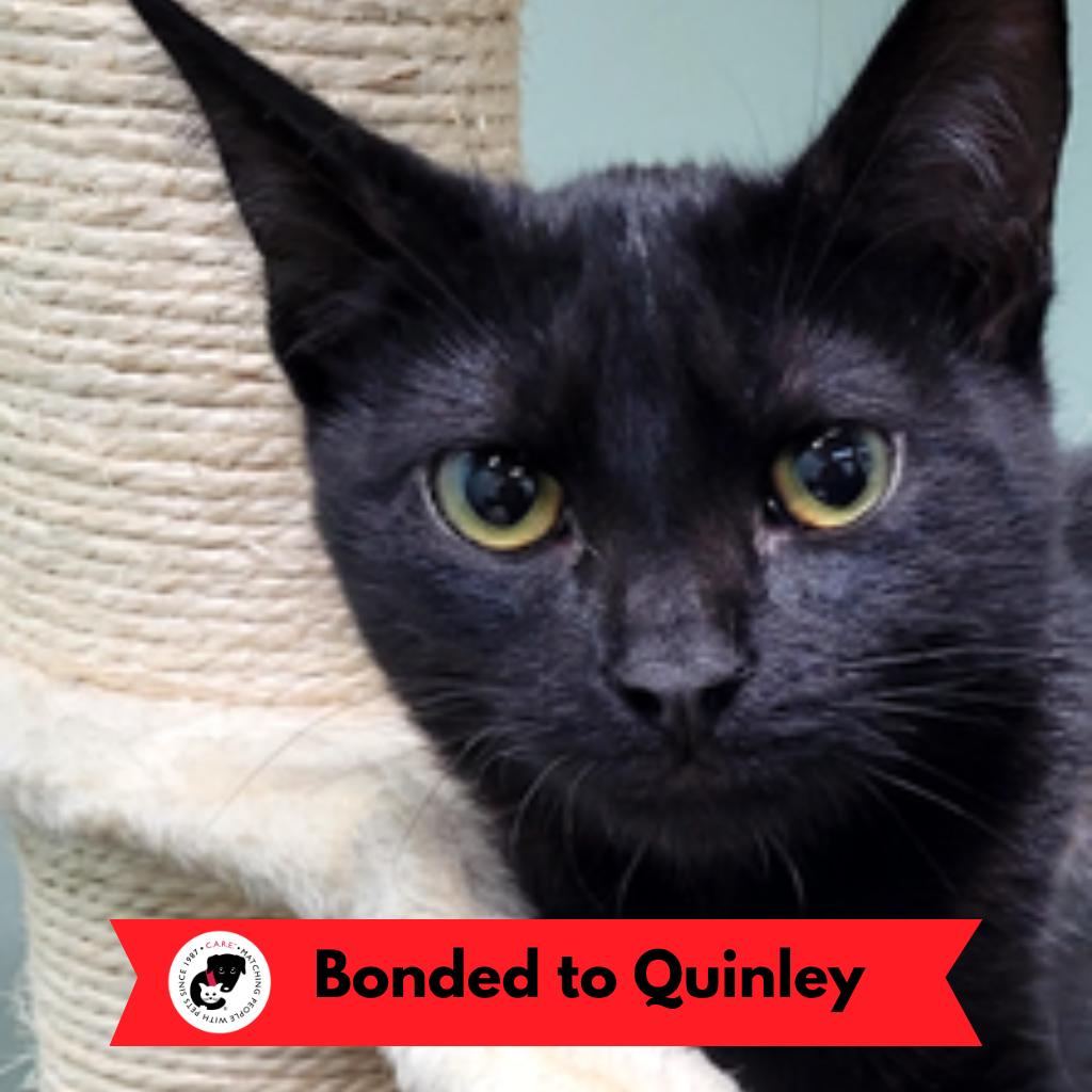 Quest, Adoptable, Kitten Male Domestic Short Hair.