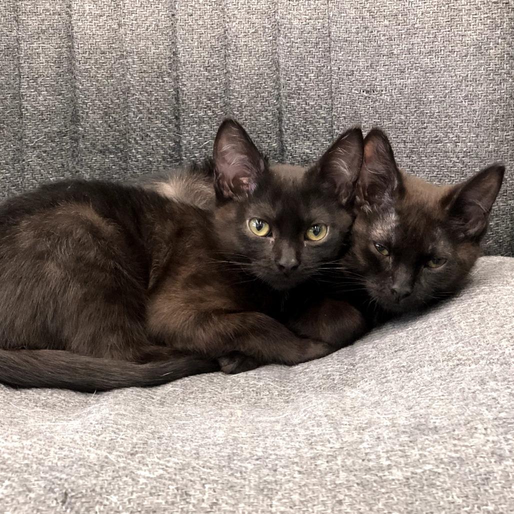 Enlarge Quest, a Adoptable Domestic Short Hair in Skokie, IL image 3/6