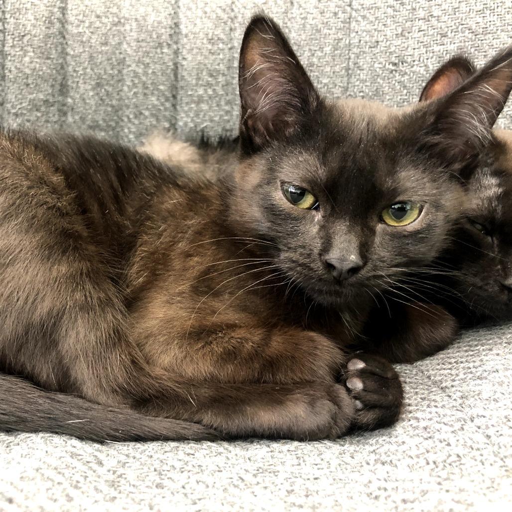 Quest, a Adoptable Domestic Short Hair in Skokie, IL image 4/6