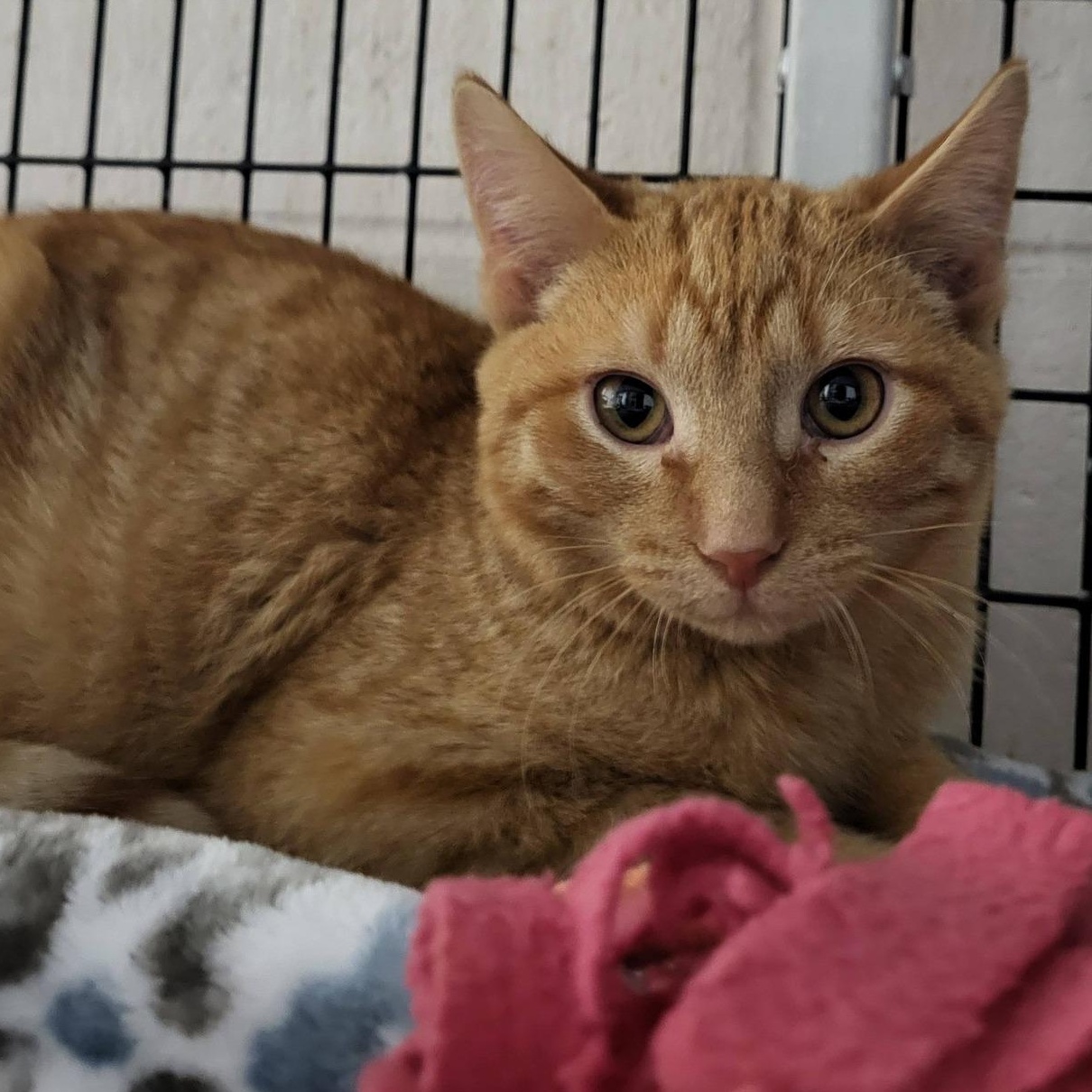 Sardine, adoptable, Young Male Domestic Short Hair.