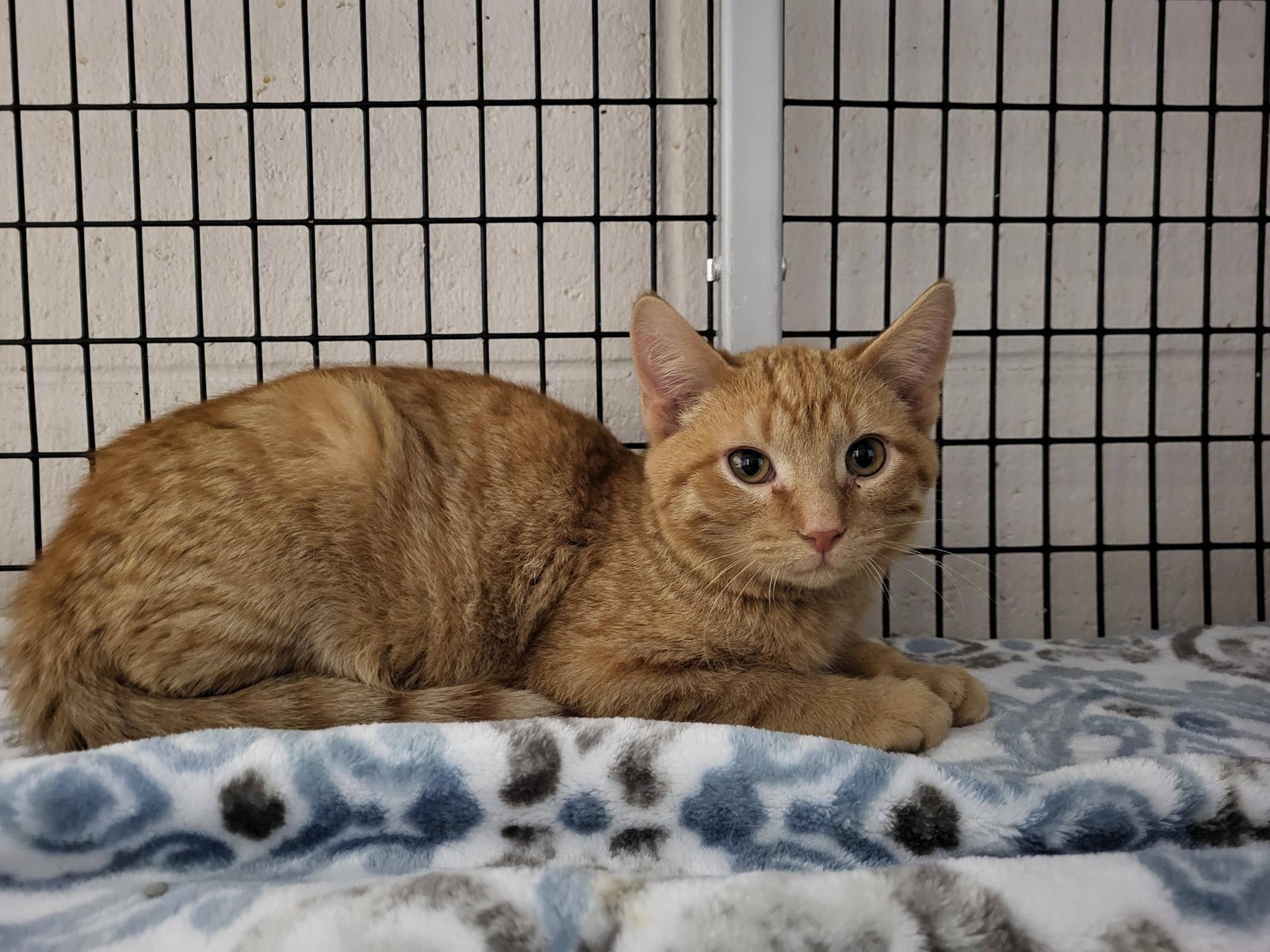 Enlarge Sardine, an adoptable Domestic Short Hair in Chilton, WI image 3/5