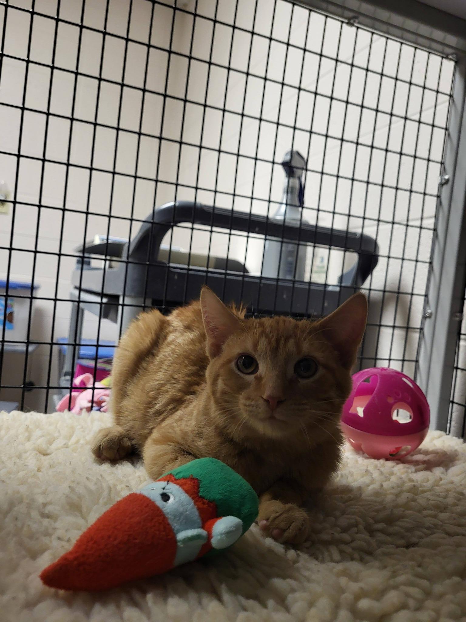 Enlarge Sardine, an adoptable Domestic Short Hair in Chilton, WI image 2/5