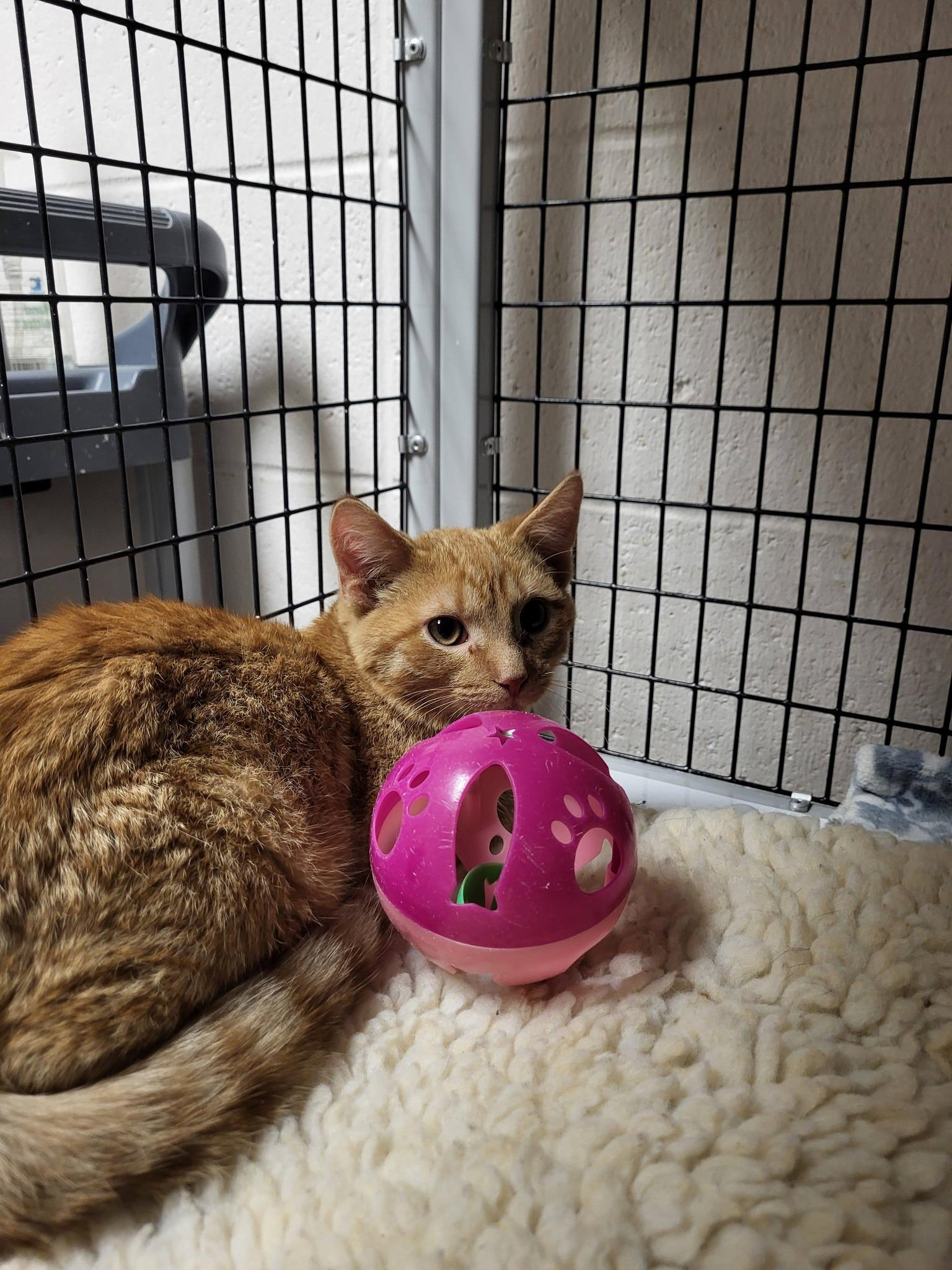 Enlarge Sardine, an adoptable Domestic Short Hair in Chilton, WI image 5/5