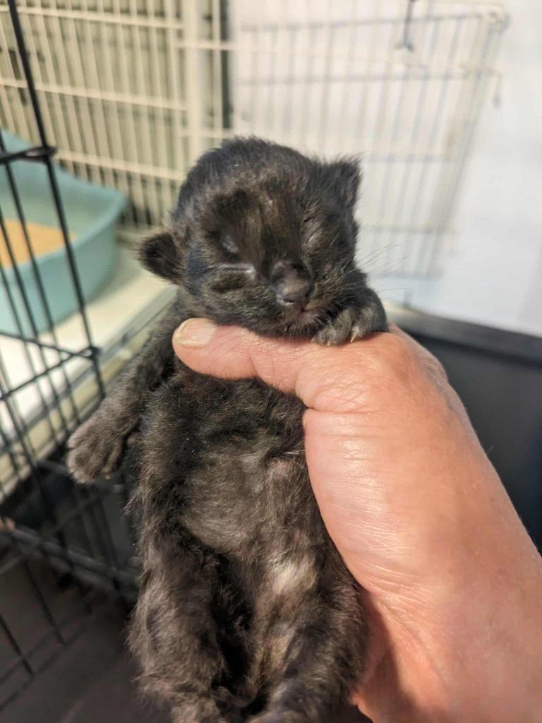 Enlarge Veronica (August Kitten 4), a Adoptable mixed breed in Richmond, BC image 1/1