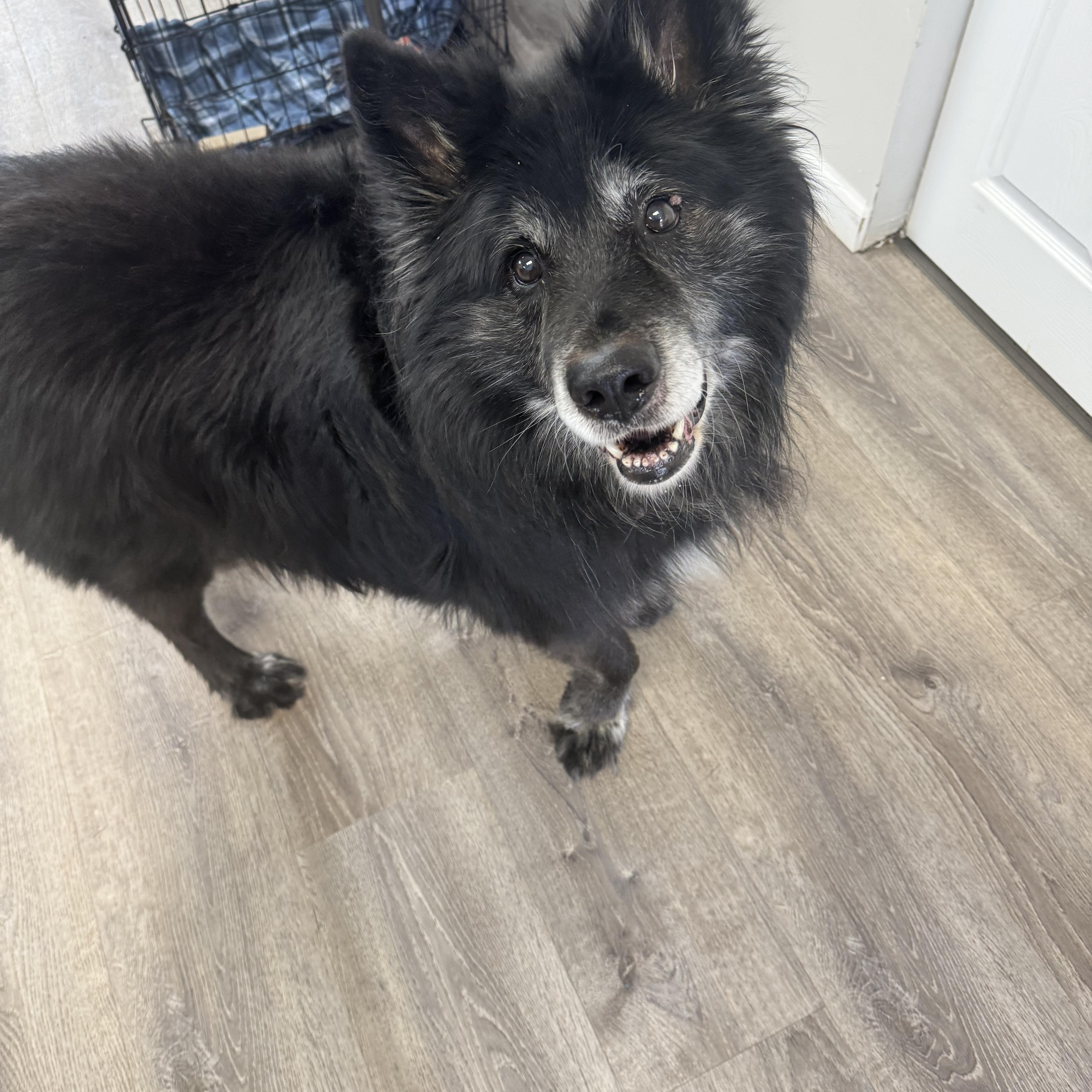 Enlarge Sam, a ADOPTABLE mixed breed in Salem, OH image 1/1