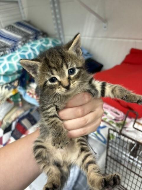 Thing 1, Adoptable, Young Female Domestic Short Hair.