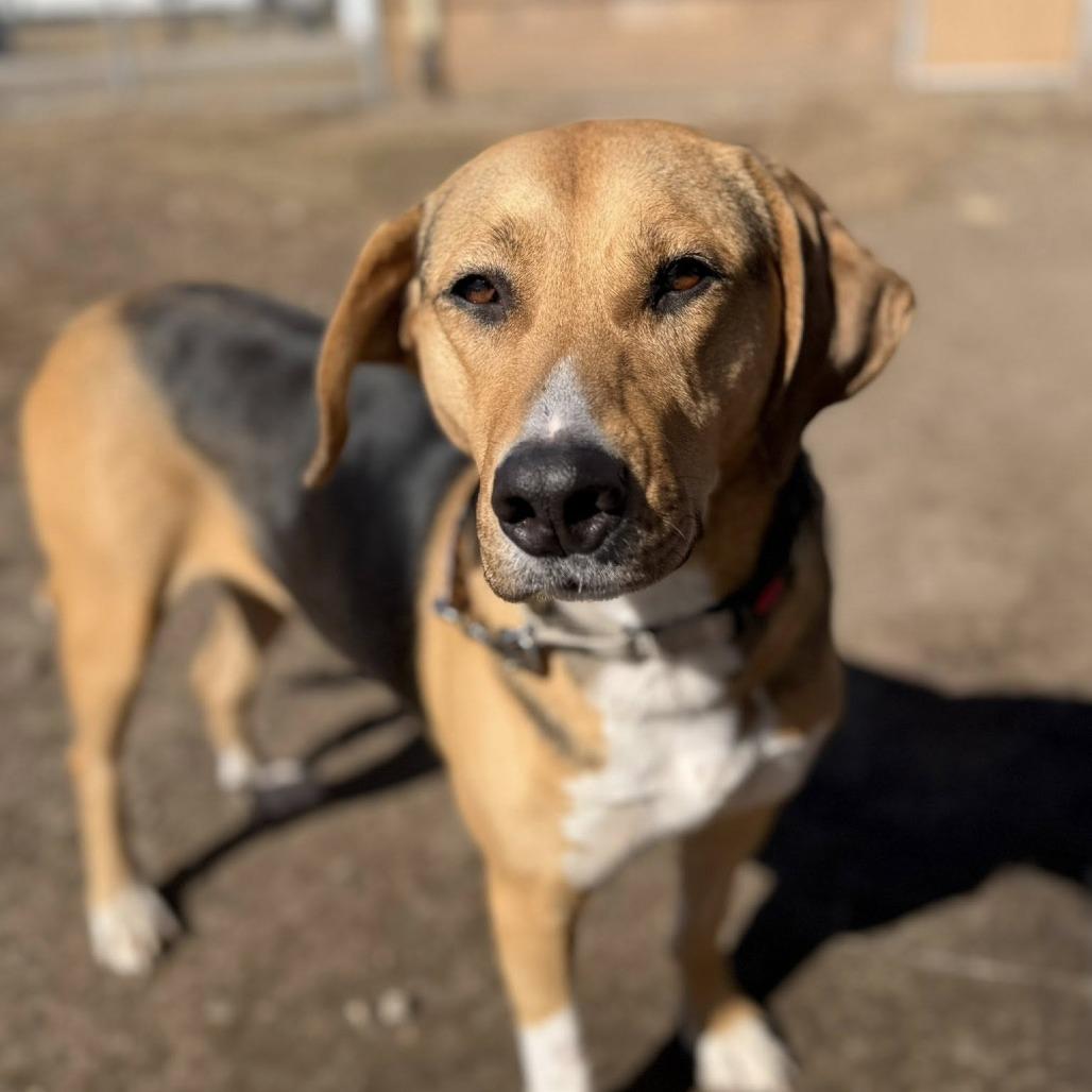 Enlarge Houdini, a Adoptable mixed breed in Norfolk, NE image 3/6