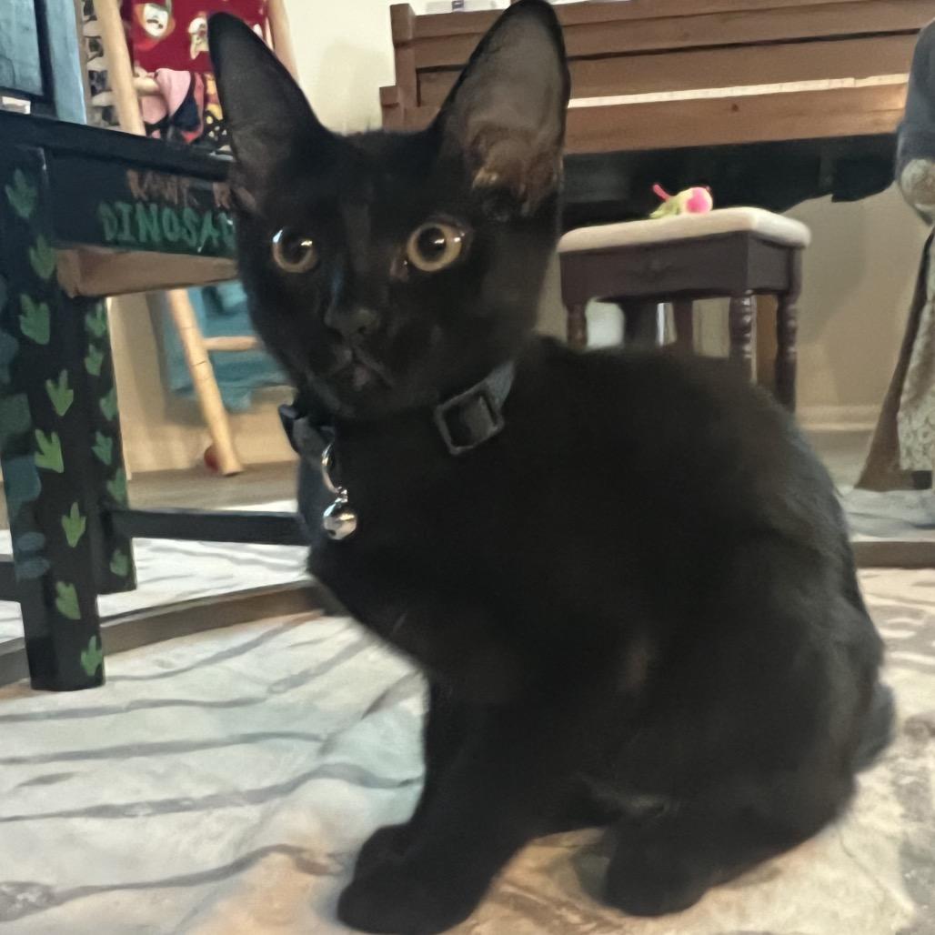 Star Scream, Adoptable, Young Female Domestic Short Hair.