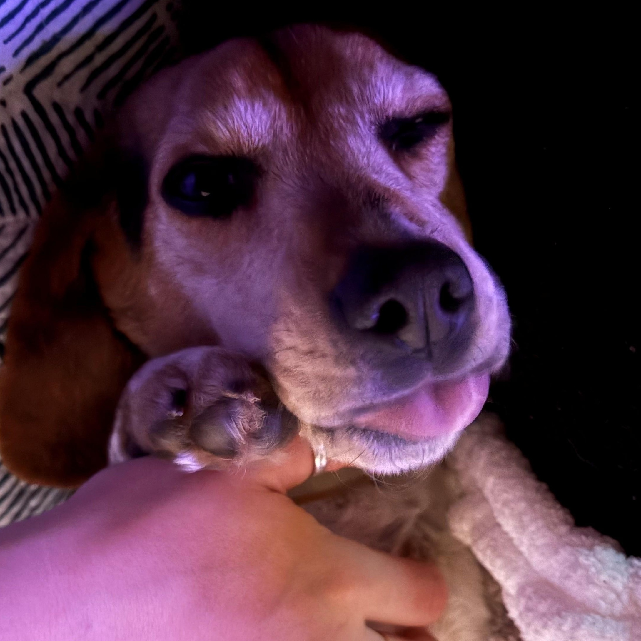 Enlarge Roxie, an adopted Beagle in Terrace Park, OH image 6/6