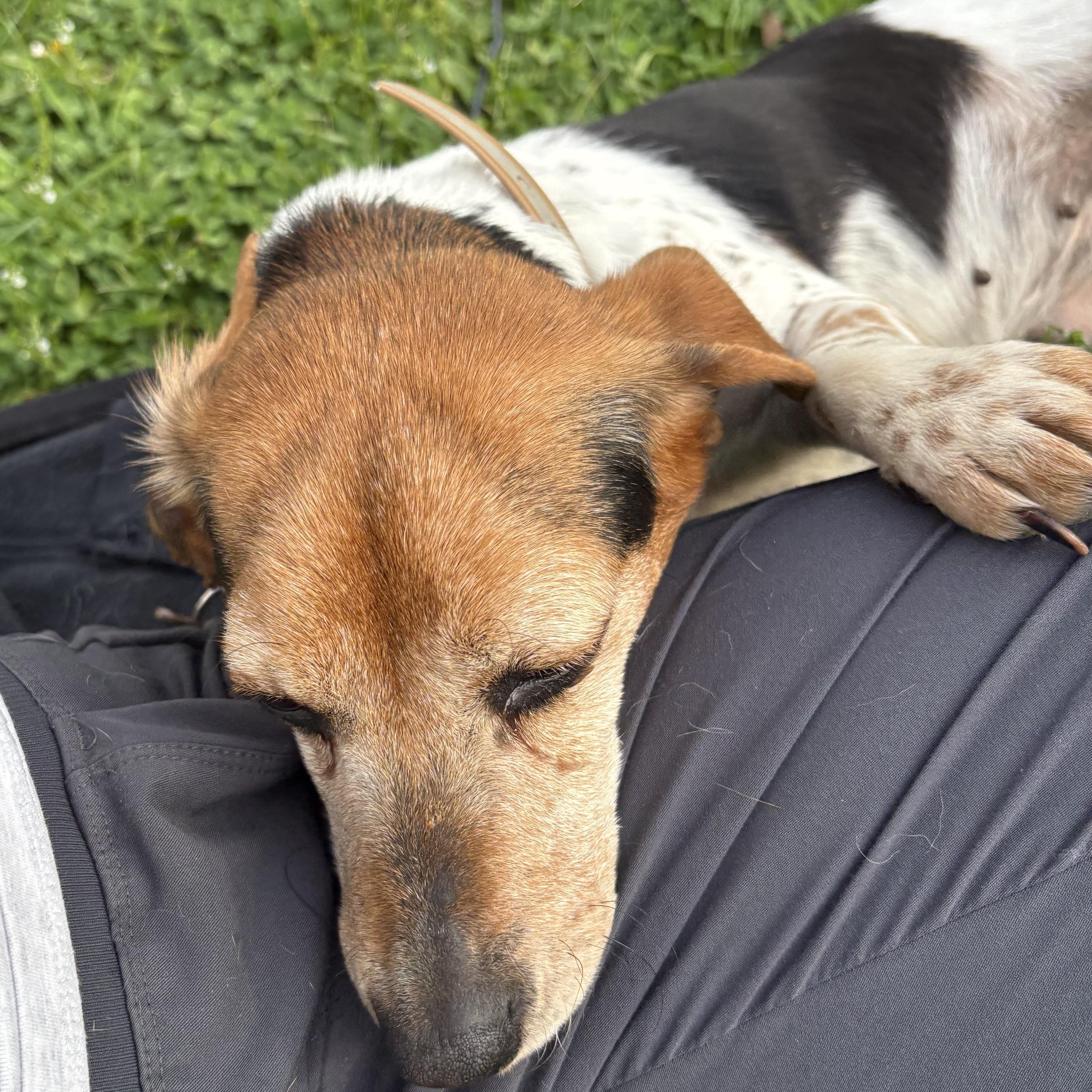 Enlarge Roxie, an adopted Beagle in Terrace Park, OH image 3/6